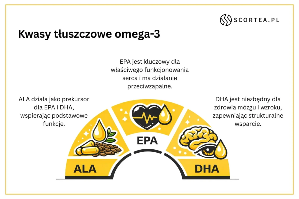 Infografika „Kwasy tłuszczowe omega-3” – ALA jako prekursor EPA i DHA, EPA wspiera serce i działa przeciwzapalnie, DHA wspiera mózg i wzrok