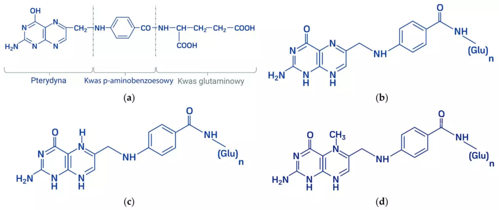 Struktura i formy kwasu foliowego, dihydrofolianu DHF, kwasu tetrahydrofoliowego THFA, i 5-metylotetrahydrofolianu L-5-MTHF, źródło The Concept of Folic Acid in Health and Disease
