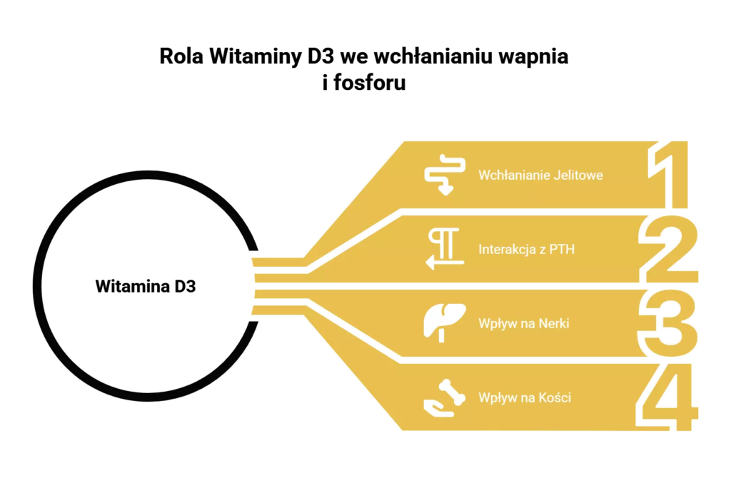 Rola witaminy d3 we wchłanianiu wapnia i fosforu 