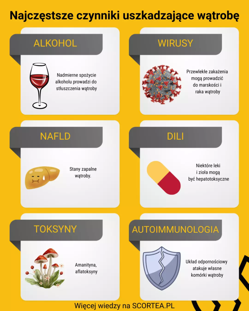 Najczęstsze czynniki uszkadzające wątrobę (2)