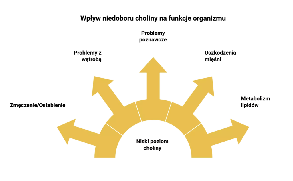 Wpływ niedoboru choliny na funkcje organizmu