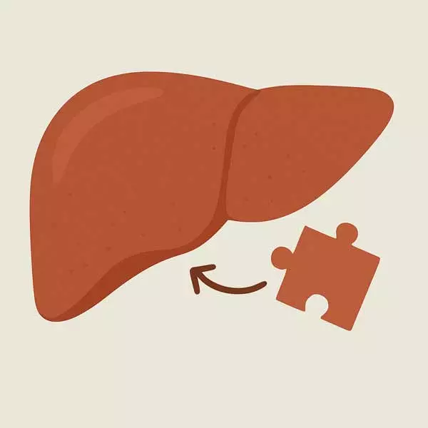 regeneracja wątroby ilustracja
