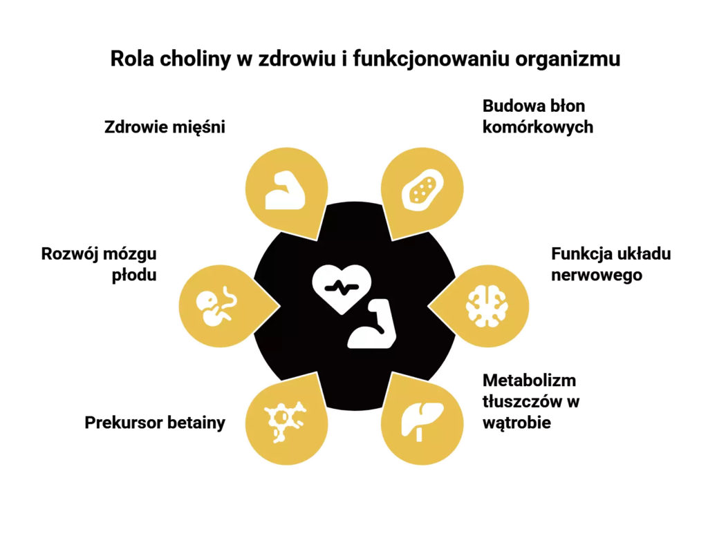 Podstawowe funkcje choliny w organizmie