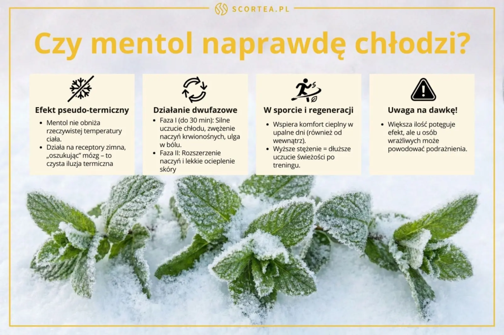 Infografika o działaniu mentolu. Opisuje efekt pseudo-termiczny, działanie dwufazowe (chłodzenie, potem rozgrzanie), rolę w sporcie oraz ostrzeżenie o dawkowaniu.