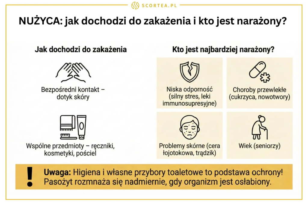 Infografika edukacyjna o nużycy na białym tle z żółtymi akcentami. Tytuł: „NUŻYCA: jak dochodzi do zakażenia i kto jest narażony?”. Zawiera dwie sekcje: drogi zakażenia (kontakt bezpośredni, wspólne przedmioty) oraz grupy ryzyka (niska odporność, choroby przewlekłe, problemy skórne, seniorzy). Na dole znajduje się żółty pasek z ostrzeżeniem dotyczącym higieny i odporności.