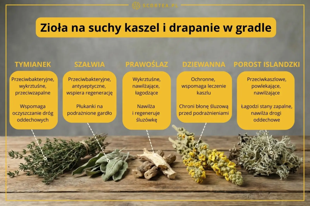 Infografika prezentująca zioła na suchy kaszel: tymianek, szałwia, prawoślaz, dziewanna i porost islandzki. Na dole zdjęcia pęczki opisanych roślin.