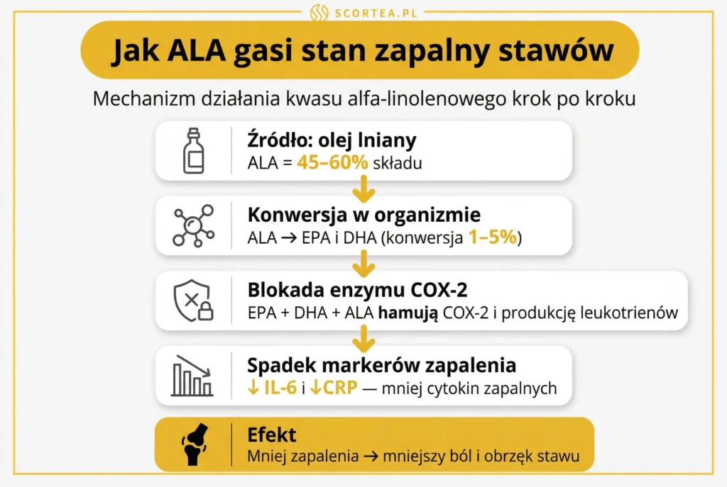 Schemat mechanizmu działania kwasu ALA ze źródłem w oleju lnianym — od konwersji do EPA i DHA, przez blokadę COX-2, po spadek IL-6 i CRP w stawie