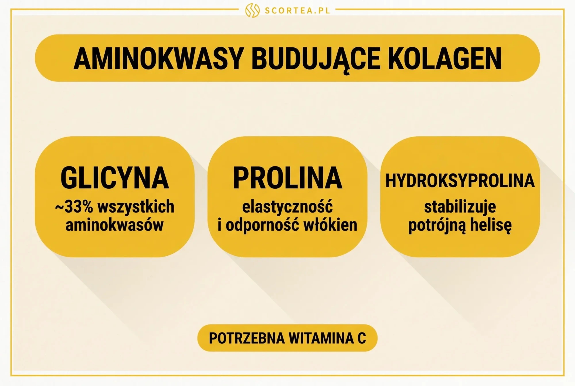Aminokwasy budujące kolagen — glicyna (33% wszystkich aminokwasów), prolina i hydroksyprolina jako budulec potrójnej helisy — infografika Scortea