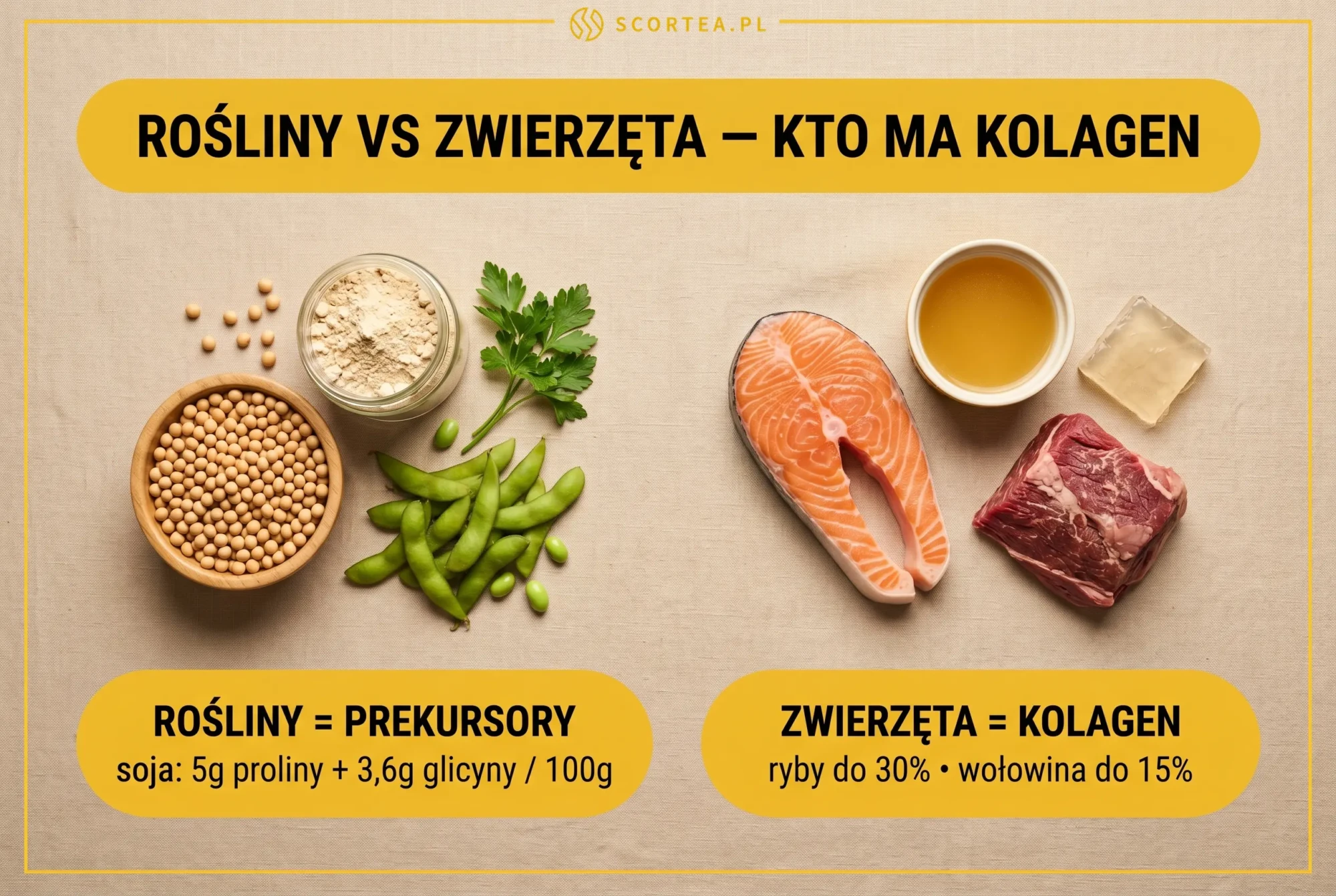 Roślinne prekursory kolagenu vs zwierzęcy kolagen — soja i izolat białka sojowego obok łososia i wołowiny — infografika Scortea