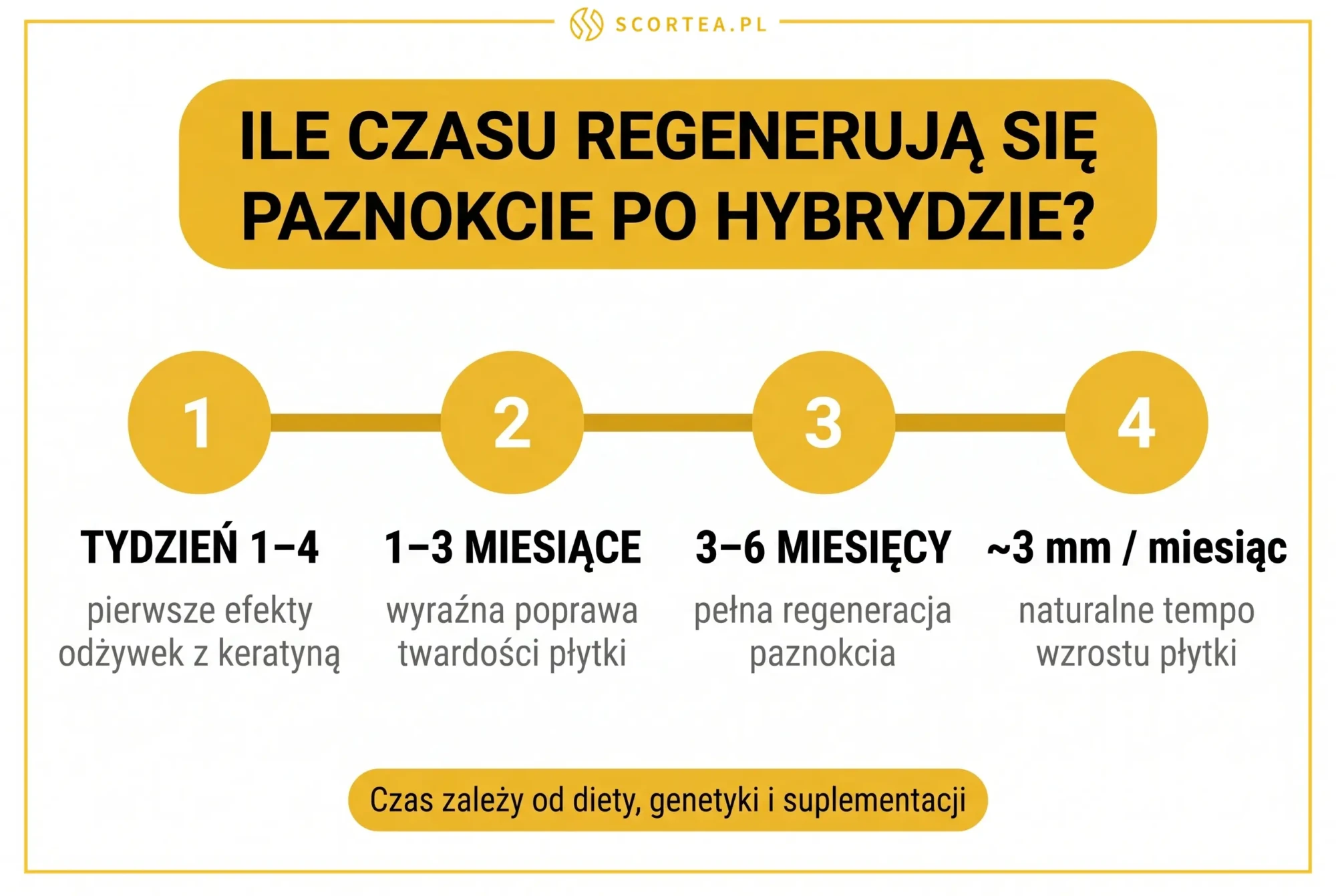 Oś czasu regeneracji paznokci po hybrydzie w 4 etapach: tydzień 1–4, 1–3 miesiące, 3–6 miesięcy i ~3 mm wzrostu na miesiąc.