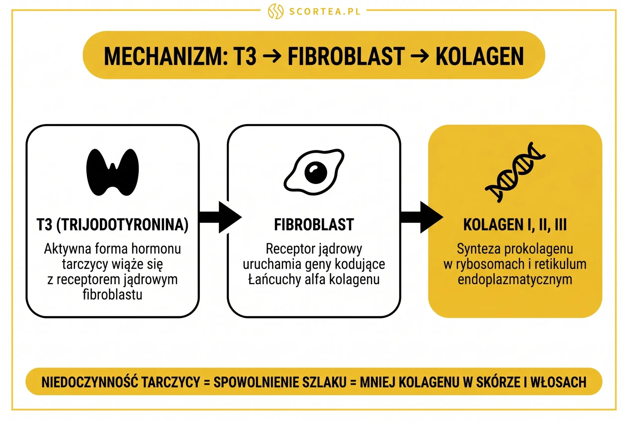 Mechanizm dzialania T3 na fibroblast i synteze kolagenu - schemat infografika Scortea