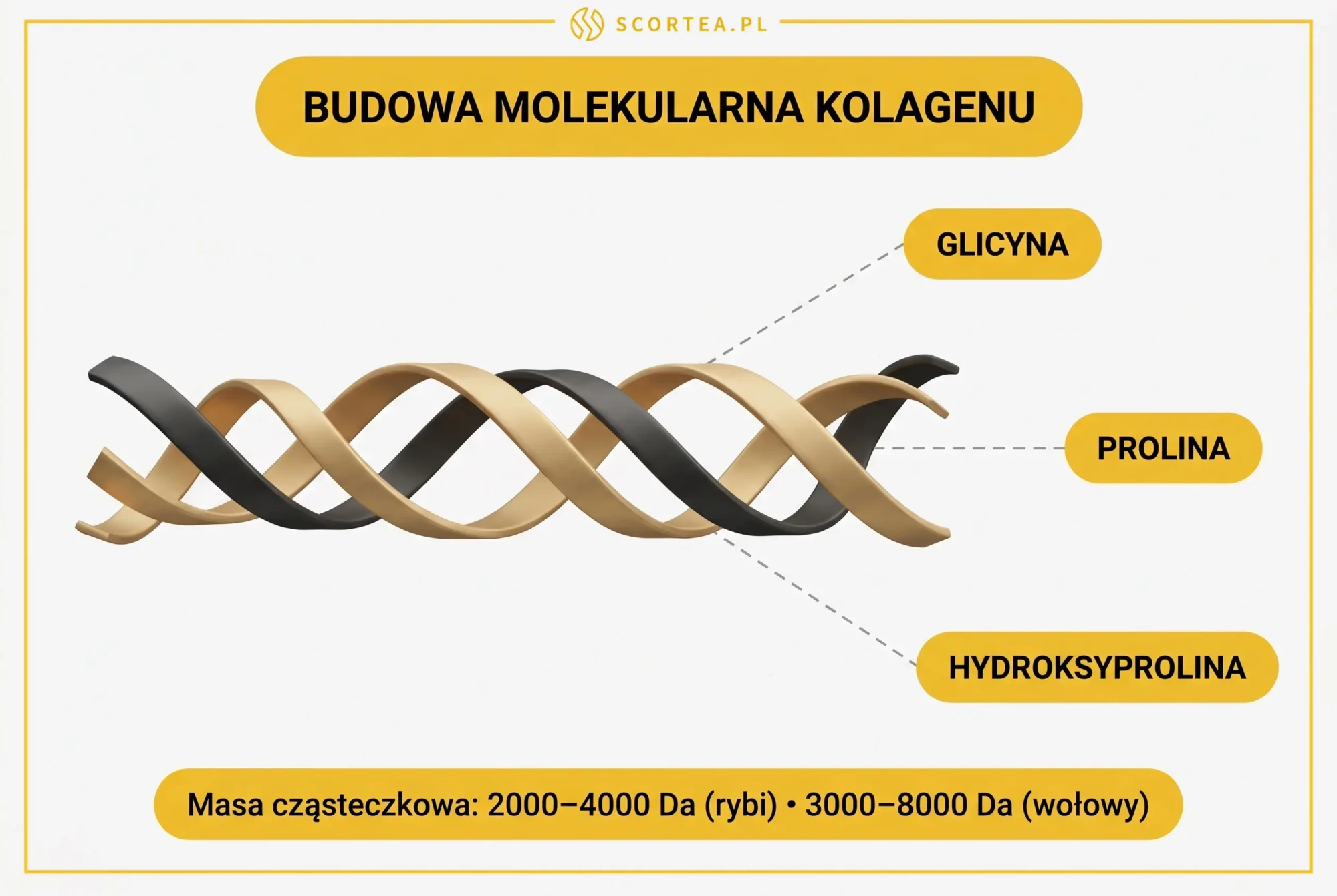 Budowa molekularna kolagenu – potrójna helisa, glicyna, prolina, hydroksyprolina