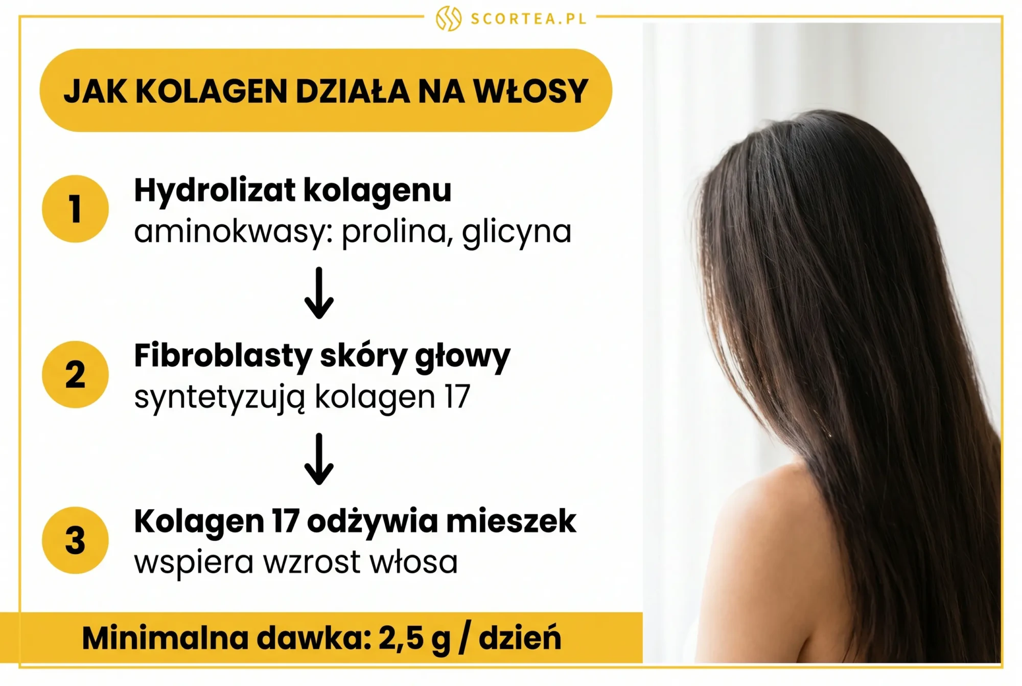 Infografika: jak kolagen dziala na wlosy - 3 kroki od hydrolizatu do mieszka wlosowego