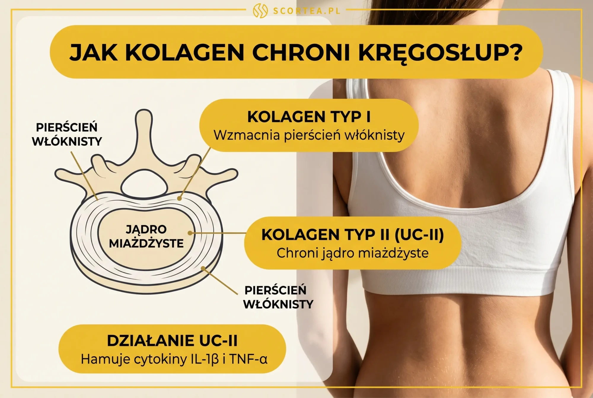 Infografika pokazująca mechanizmy działania kolagenu Typ I i Typ II UC-II na dysk kręgowy - pierścień włóknisty i jądro miażdżyste.