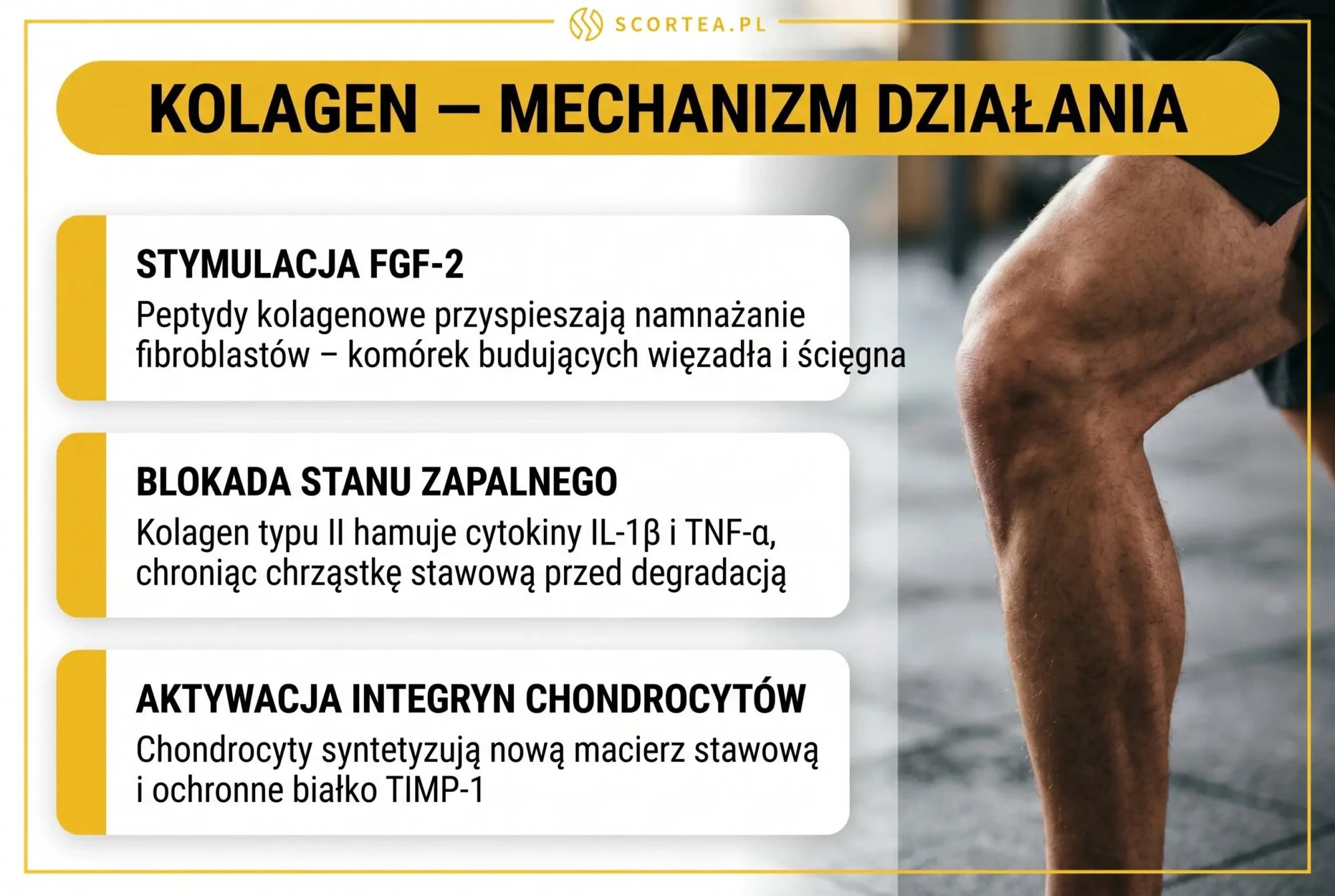 Infografika: kolagen mechanizm działania - stymulacja FGF-2, blokada stanu zapalnego, aktywacja integryn chondrocytów