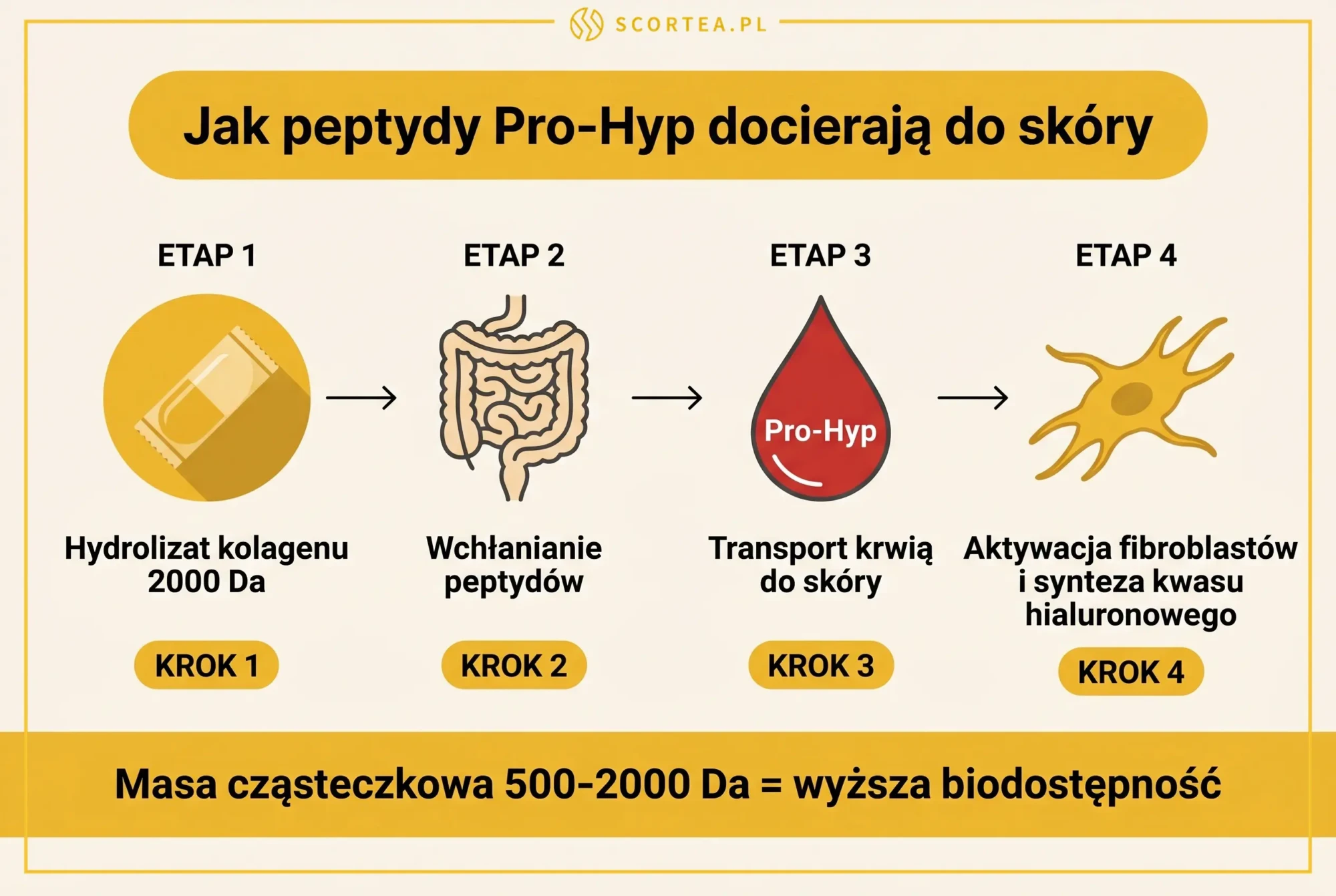 Schemat: jak peptydy Pro-Hyp z hydrolizatu kolagenu rybiego (500-2000 Da) przenikają jelito i aktywują fibroblasty skóry