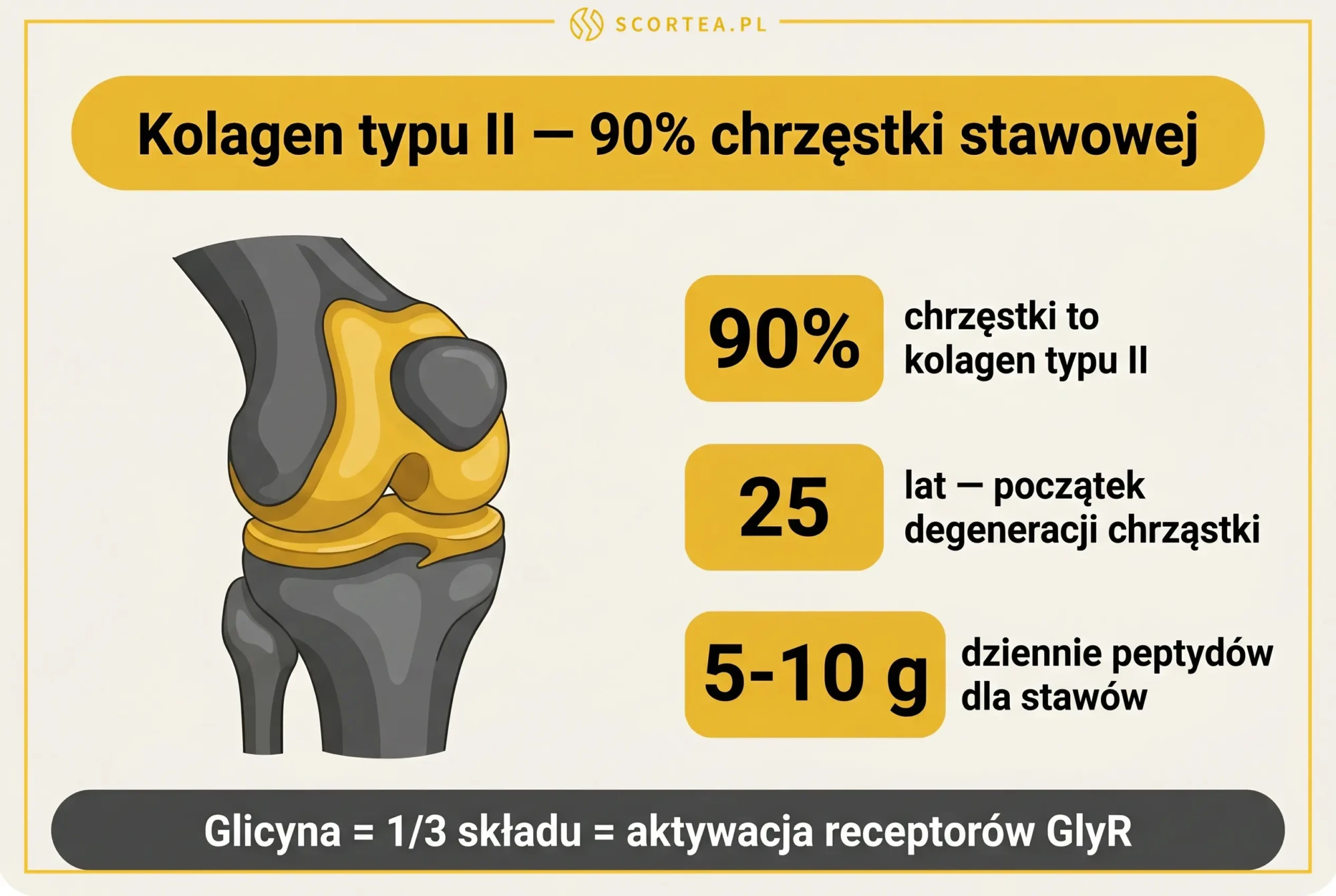 Kolagen typu II buduje 90% chrząstki stawowej — przekrój stawu kolanowego z dawką 5-10 g peptydów dziennie dla regeneracji