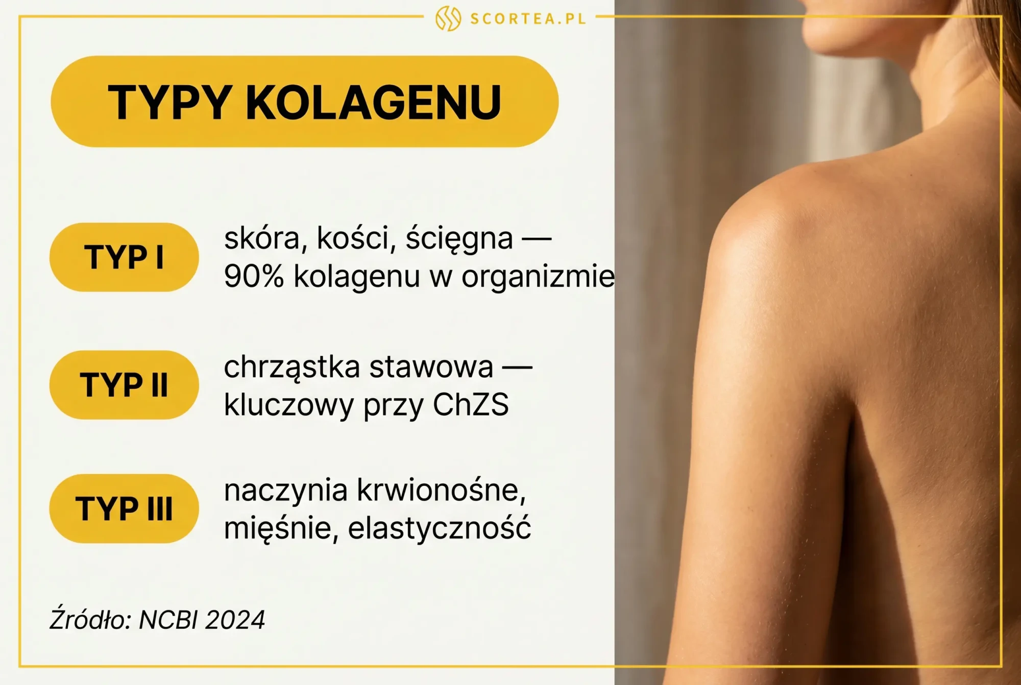 Infografika przedstawiająca typy kolagenu: typ I (skóra, kości), typ II (chrząstka stawowa) i typ III (naczynia krwionośne)