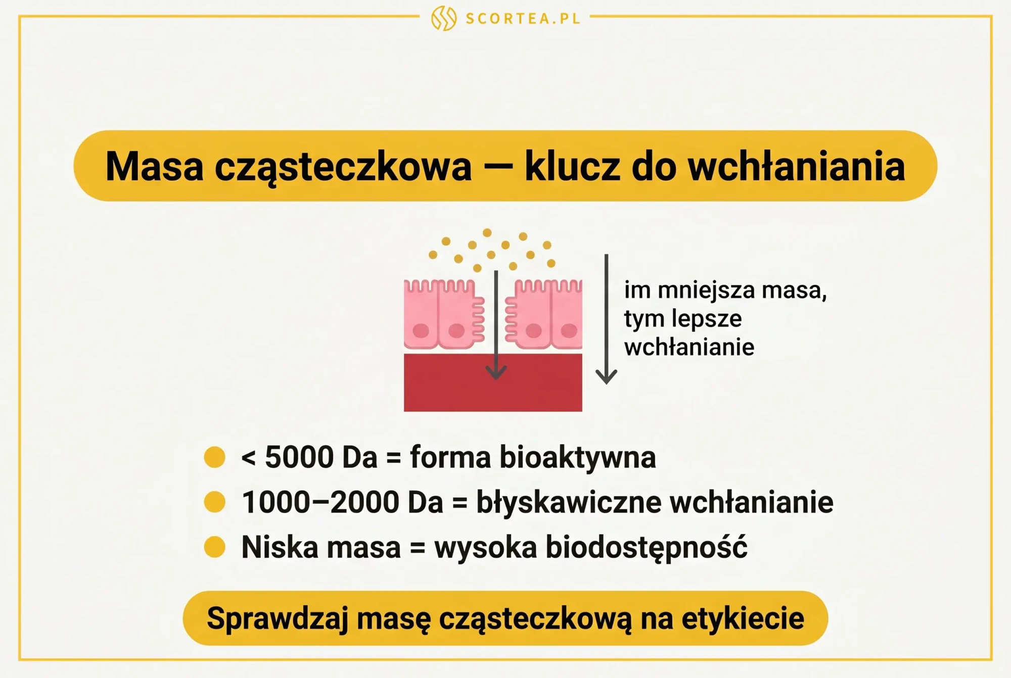 Infografika: masa cząsteczkowa kolagenu morskiego poniżej 5000 Da jako klucz do wchłaniania peptydów
