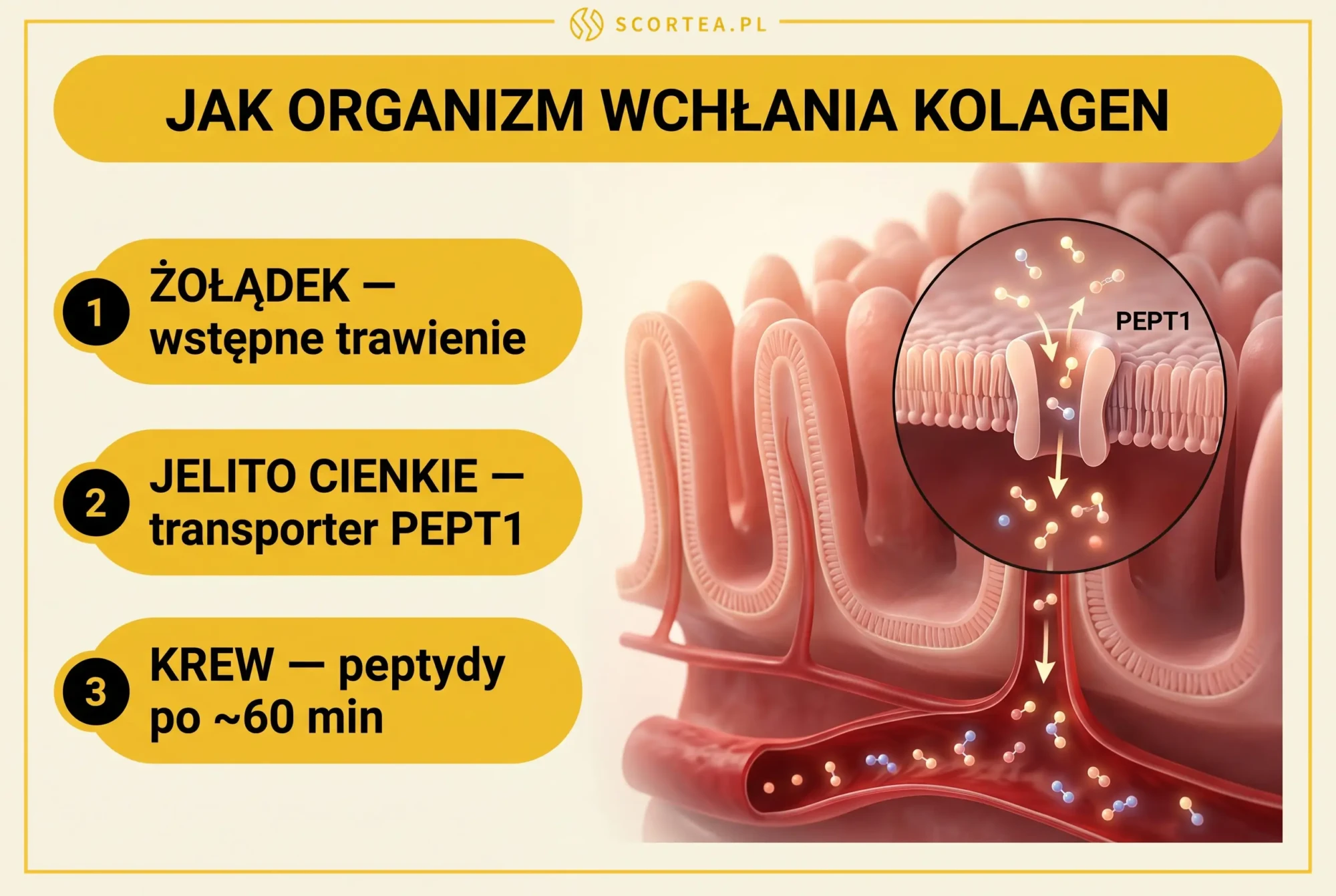 Stylizowana ilustracja medyczna jelita cienkiego z transporterem PEPT1 i peptydami kolagenowymi przenoszonymi do krwi