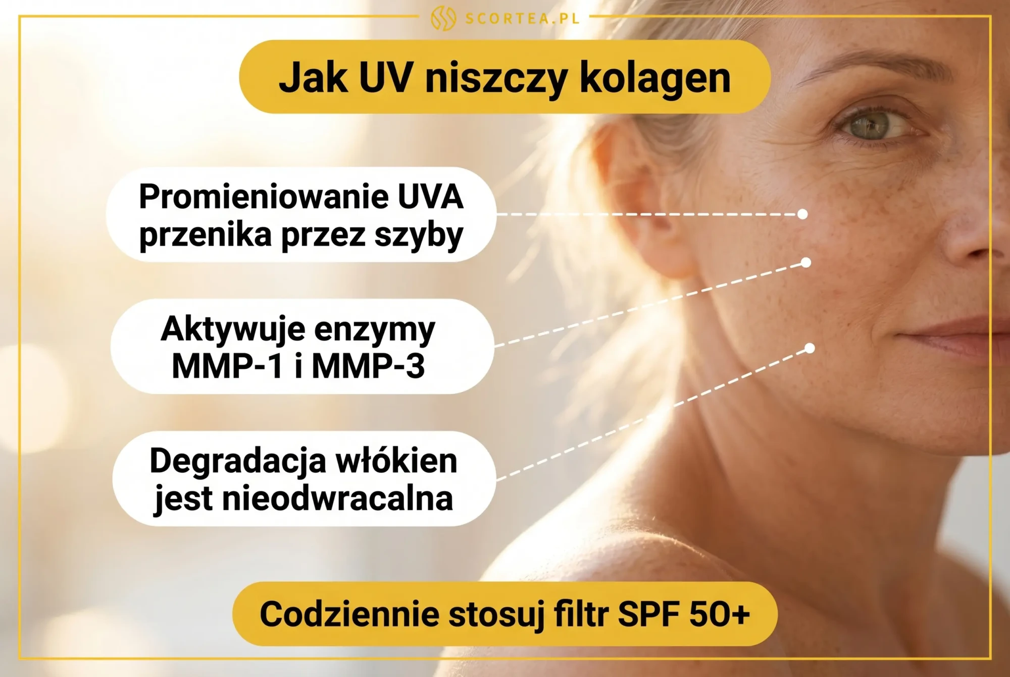 Infografika: jak promieniowanie UV niszczy kolagen — UVA przenika przez szyby, aktywuje enzymy MMP-1 i MMP-3, degradacja włókien jest nieodwracalna