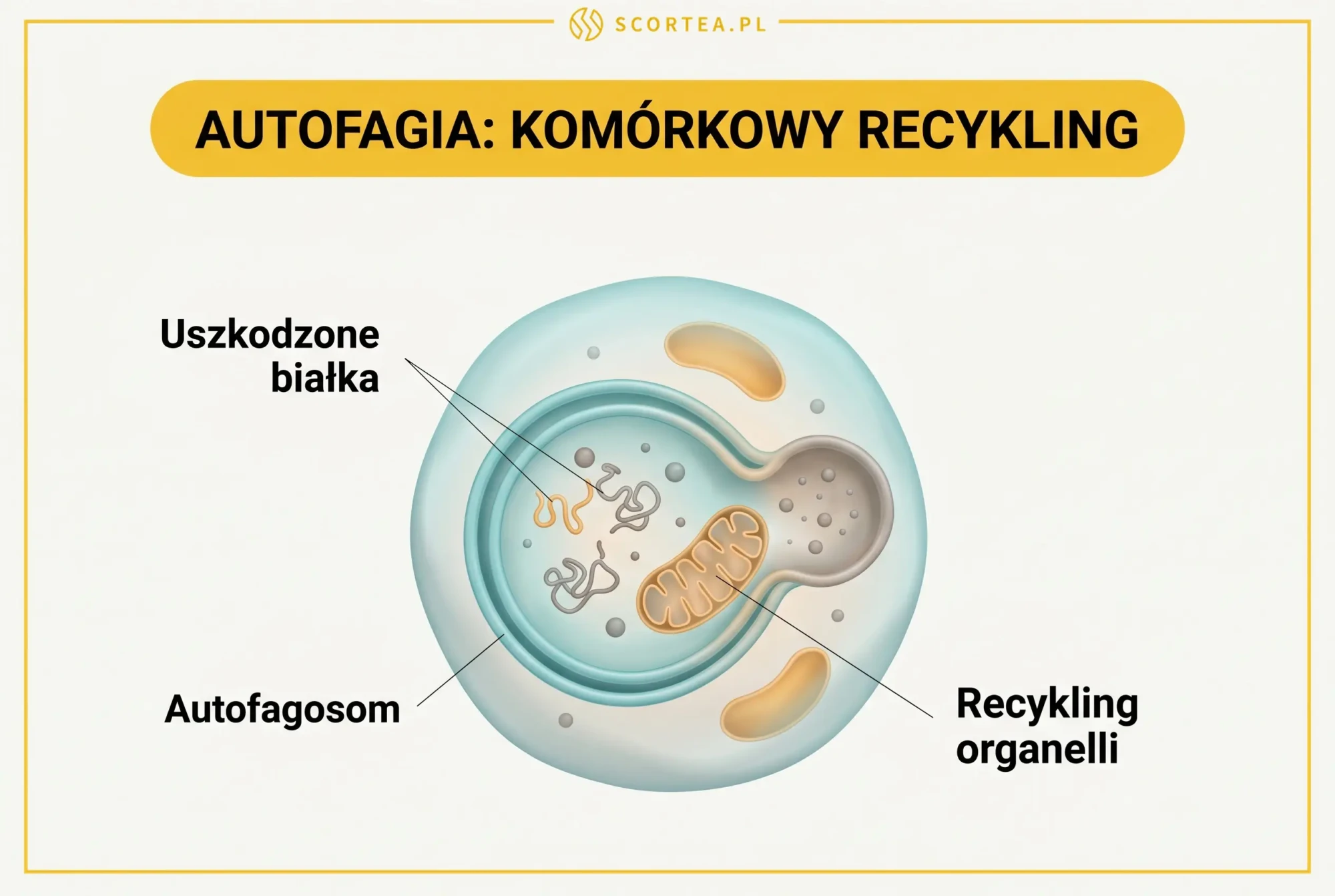 Ilustracja komórki w trakcie autofagii: autofagosom poddający recyklingowi uszkodzone białka i mitochondrium