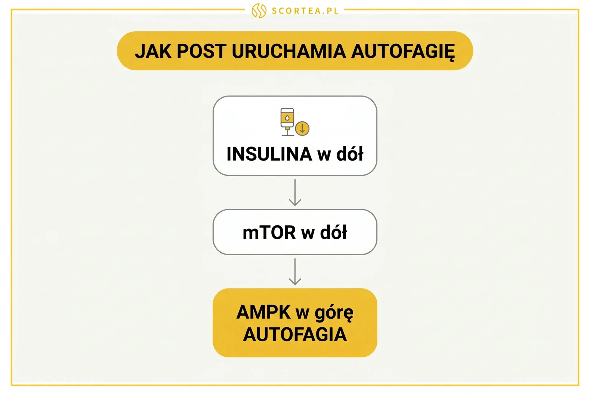 Diagram szlaku metabolicznego: spadek insuliny i mTOR oraz wzrost AMPK uruchamiający autofagię podczas postu