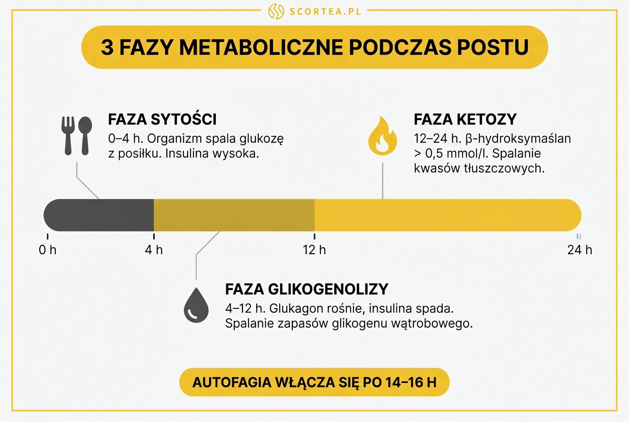 Trzy fazy metaboliczne podczas postu — faza sytości 0-4h, glikogenolizy 4-12h i ketozy 12-24h z autofagią po 14-16 godzinach
