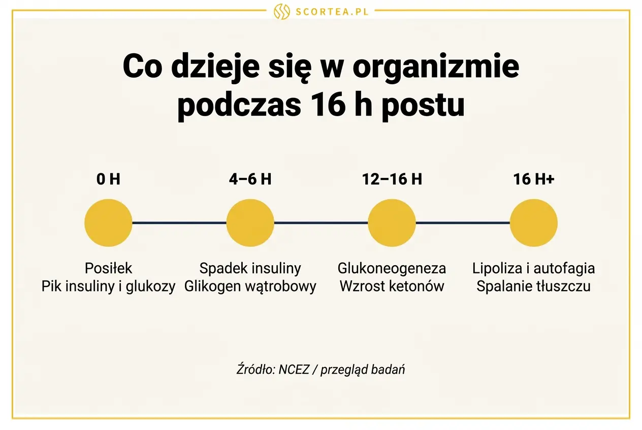 Co dzieje sie w organizmie podczas 16-godzinnego postu - timeline od insuliny do autofagii
