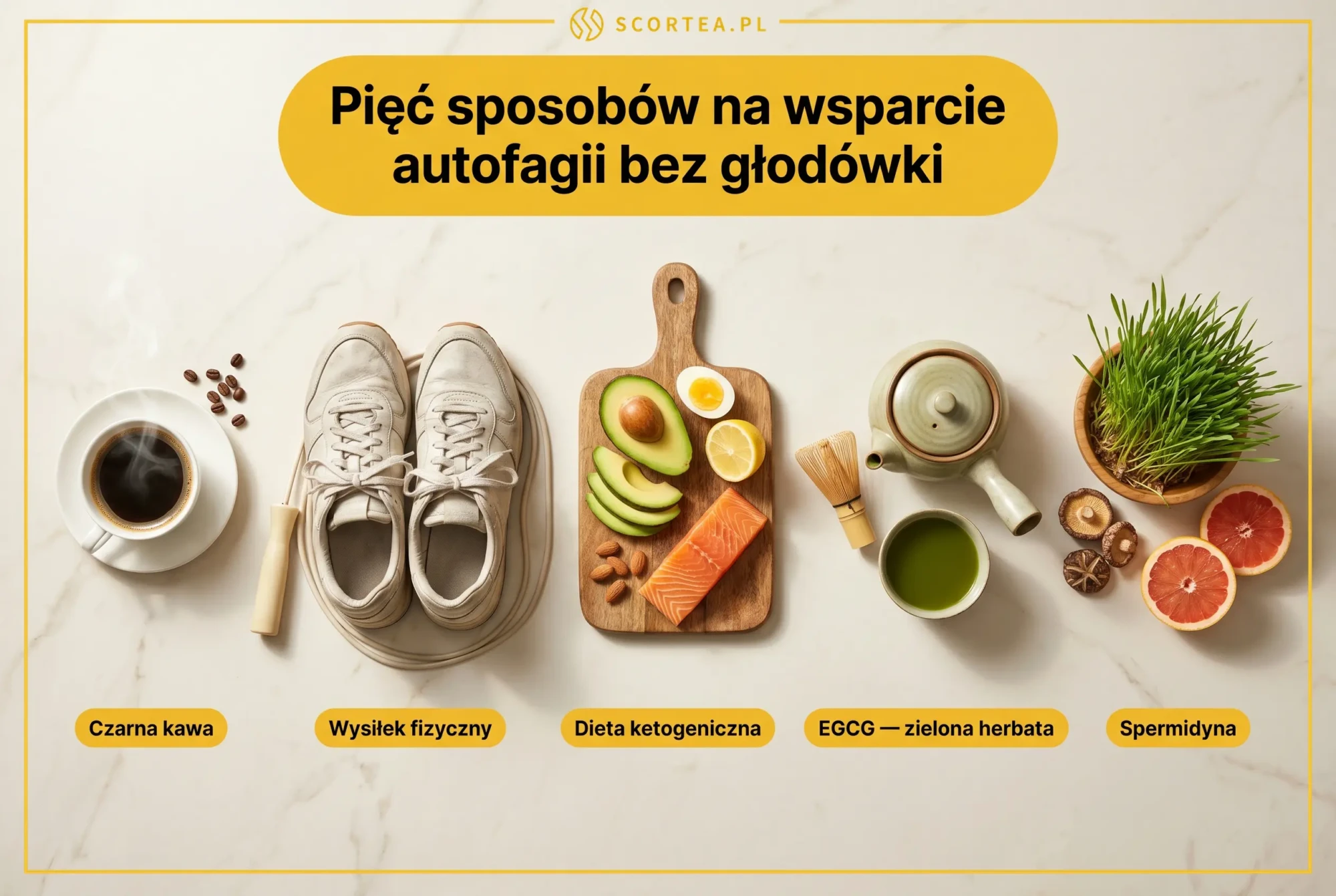 Infografika 5 metod wsparcia autofagii bez głodówki - kawa, ruch, keto, EGCG, spermidyna - Scortea