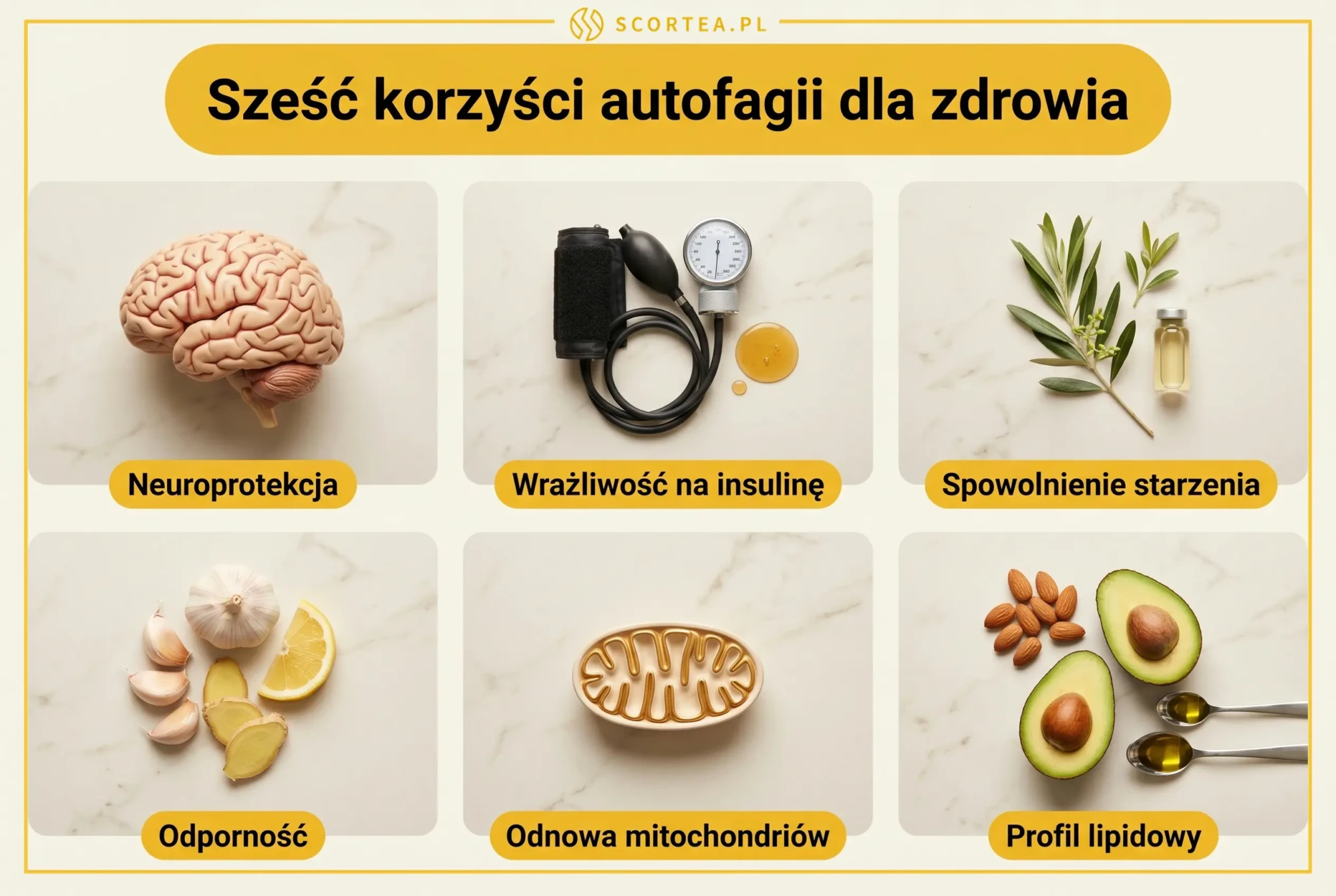 Infografika sześć korzyści autofagii - neuroprotekcja, insulina, starzenie, odporność, mitochondria, lipidy - Scortea