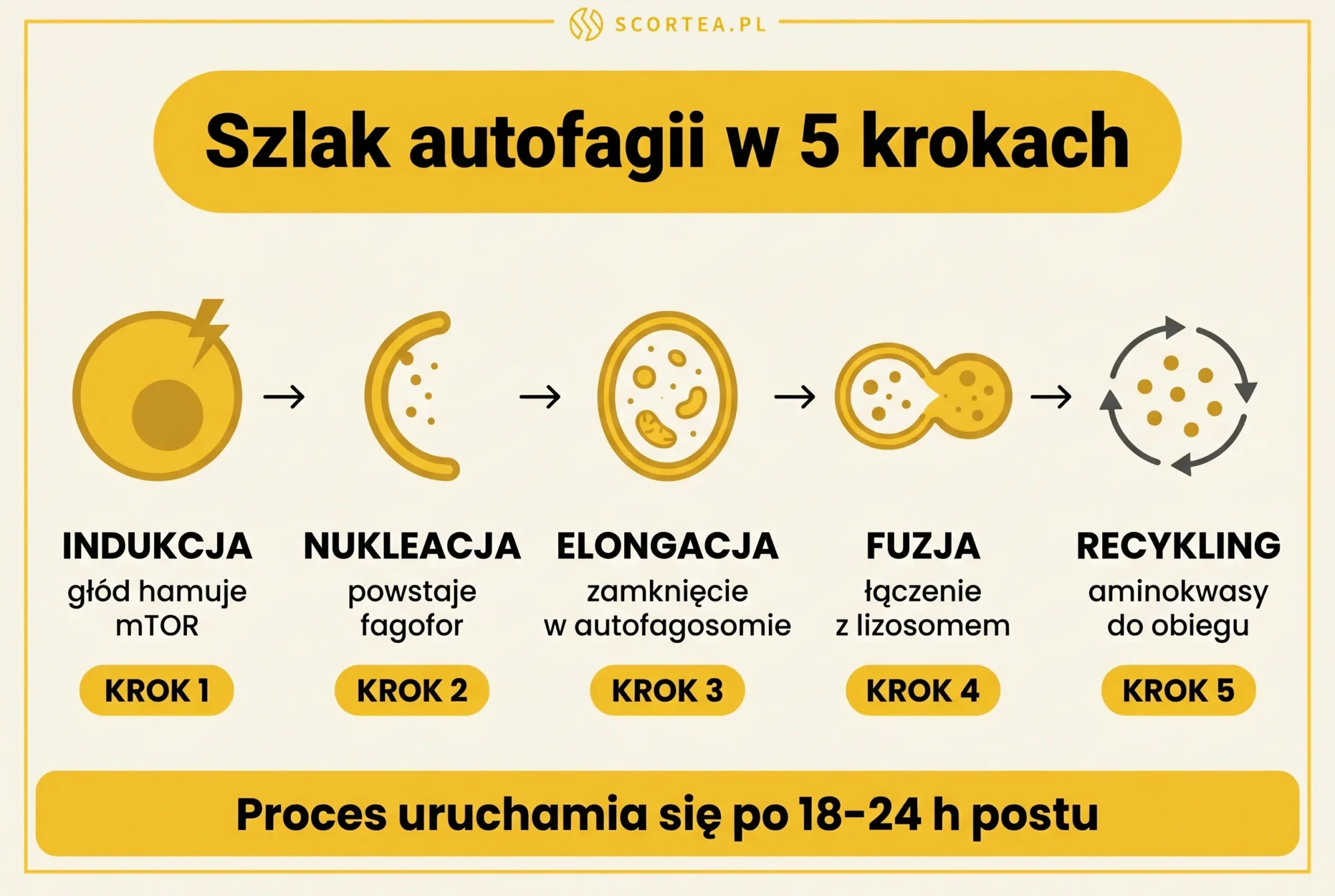 Infografika szlak autofagii w 5 krokach - indukcja, nukleacja, elongacja, fuzja, recykling - Scortea