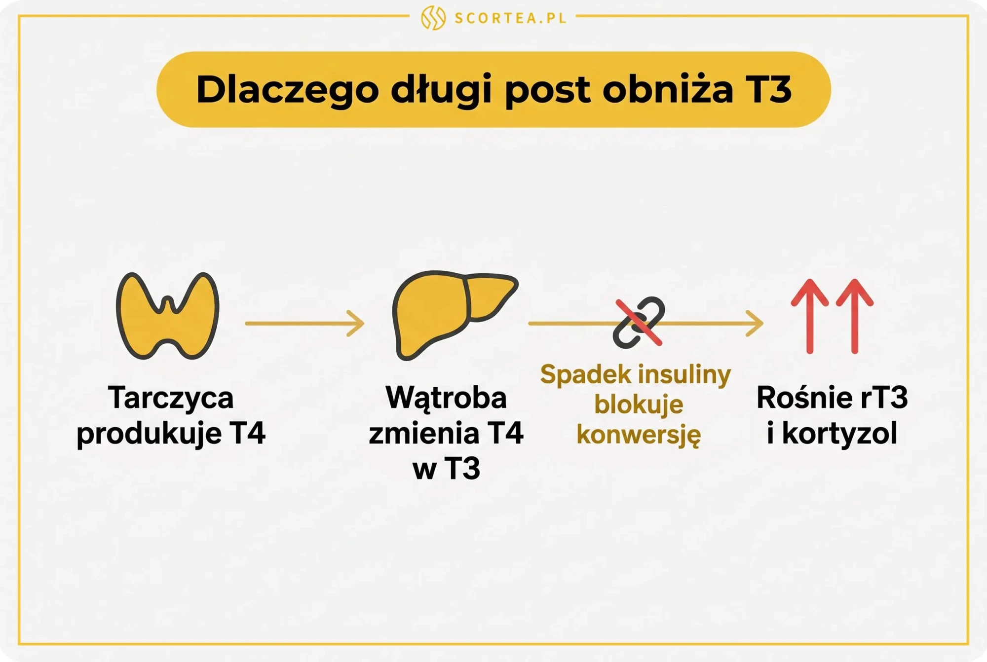 Schemat pokazujący, jak długi post obniża T3: tarczyca produkuje T4, wątroba zmienia T4 w T3, spadek insuliny blokuje konwersję, rosną rT3 i kortyzol