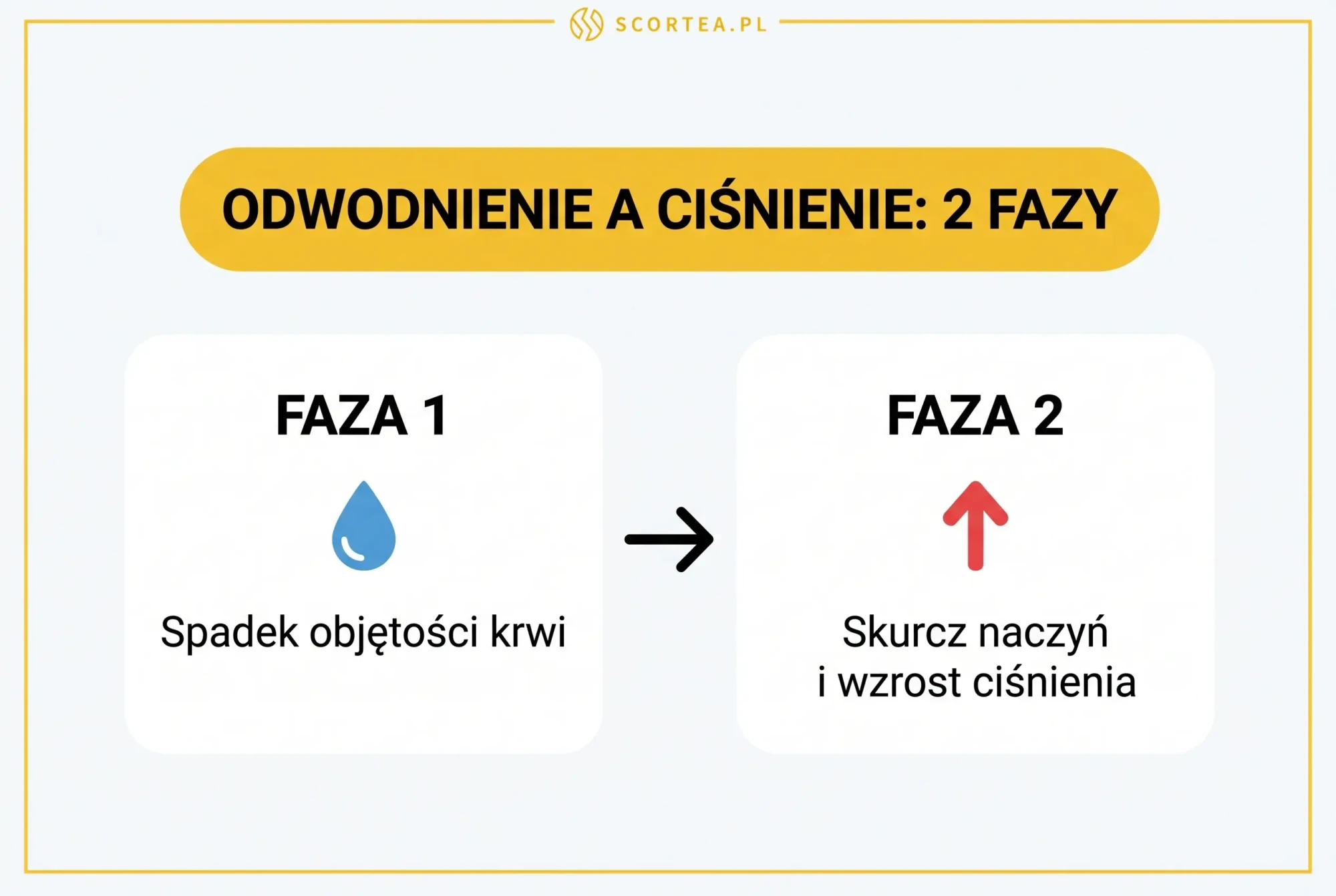 Infografika pokazująca dwie fazy wpływu odwodnienia na ciśnienie krwi: faza 1 to spadek objętości krwi, faza 2 to skurcz naczyń i wzrost ciśnienia.