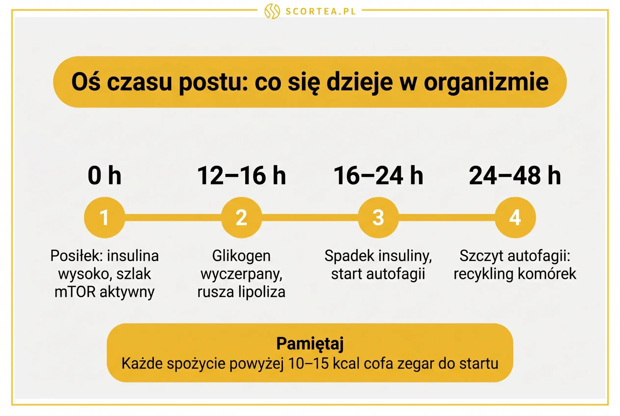 Oś czasu postu przerywanego od 0 do 48 godzin: insulina i szlak mTOR, lipoliza po 12-16 h oraz szczyt autofagii między 24 a 48 godziną