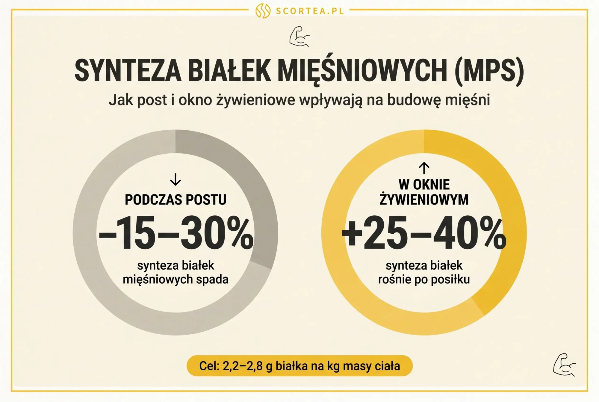 Infografika synteza białek mięśniowych MPS: spadek o 15-30% podczas postu i wzrost o 25-40% w oknie żywieniowym, cel 2,2-2,8 g białka na kg masy ciała