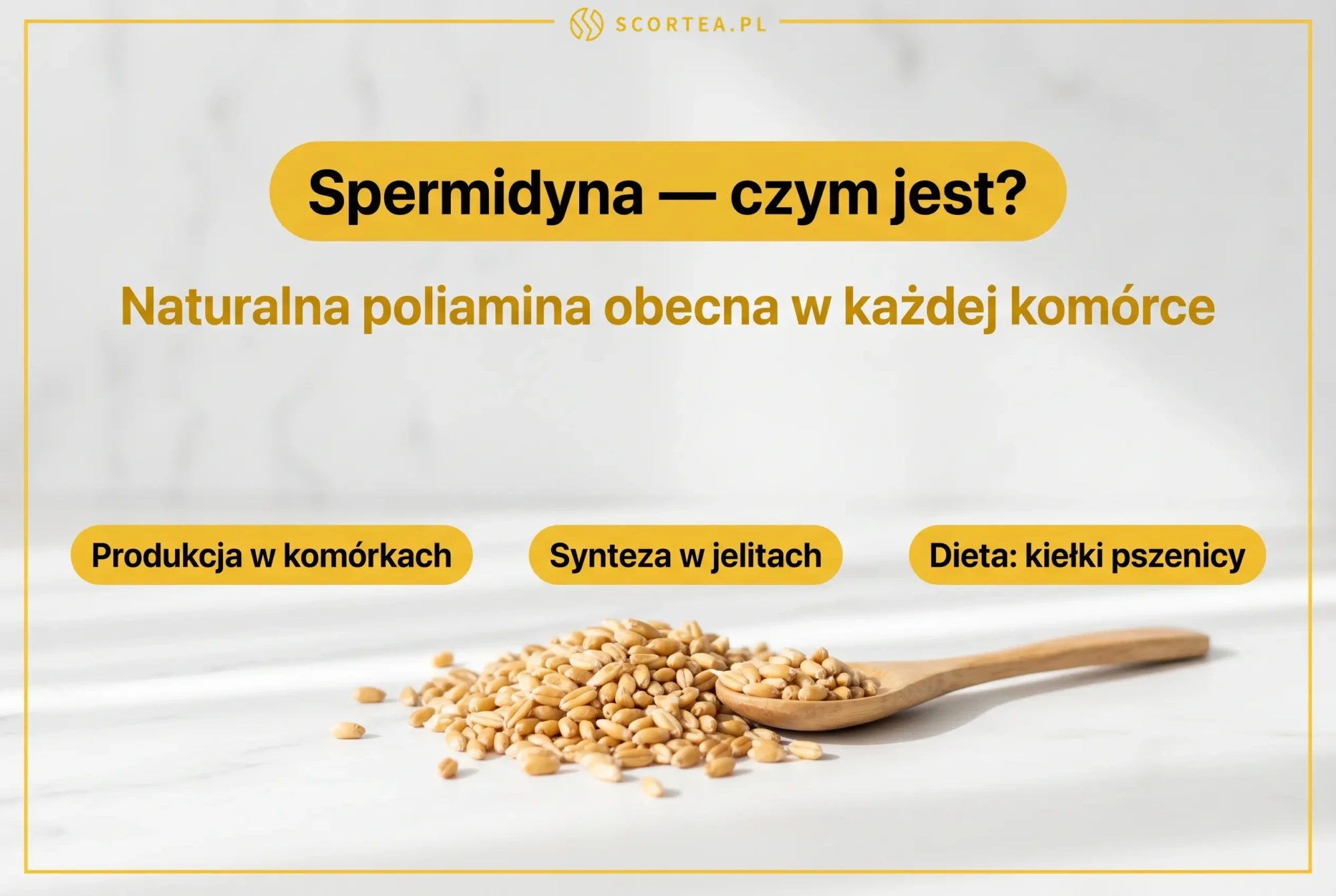 Infografika wyjaśniająca czym jest spermidyna - naturalna poliamina obecna w każdej komórce, z trzema źródłami: produkcją w komórkach, syntezą w jelitach i dietą bogatą w kiełki pszenicy