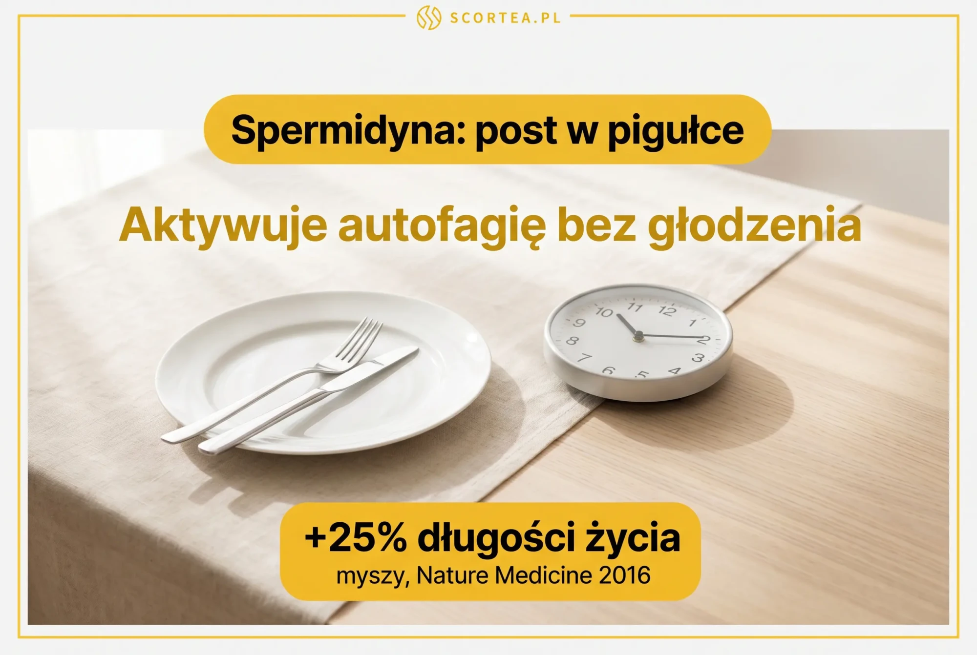 Infografika: spermidyna jako mimetyk postu aktywuje autofagię bez głodzenia, wydłużając życie myszy o 25 procent według badania Nature Medicine 2016