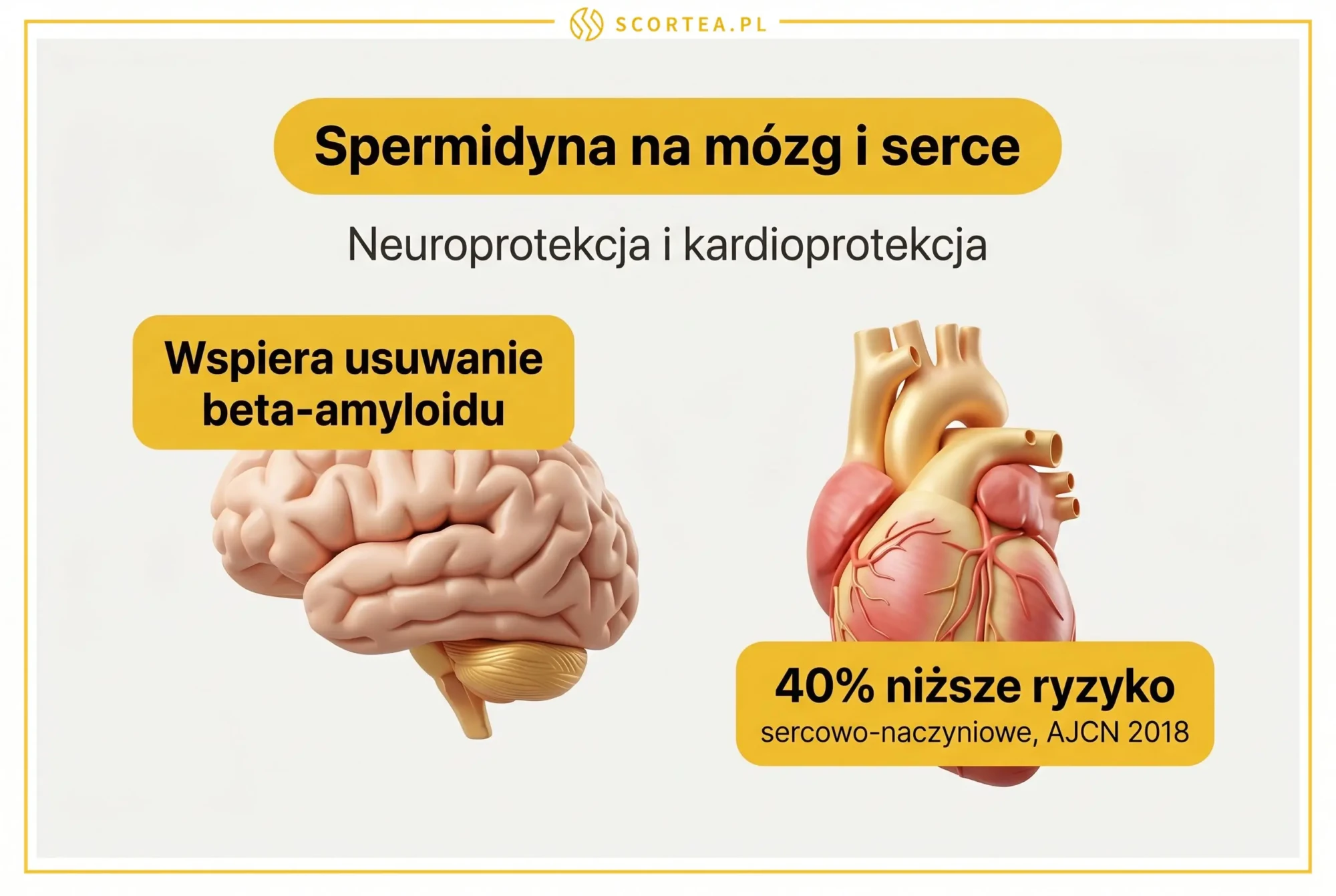 Infografika o wpływie spermidyny na mózg i serce: wsparcie usuwania beta-amyloidu oraz 40 procent niższe ryzyko sercowo-naczyniowe według badania AJCN 2018