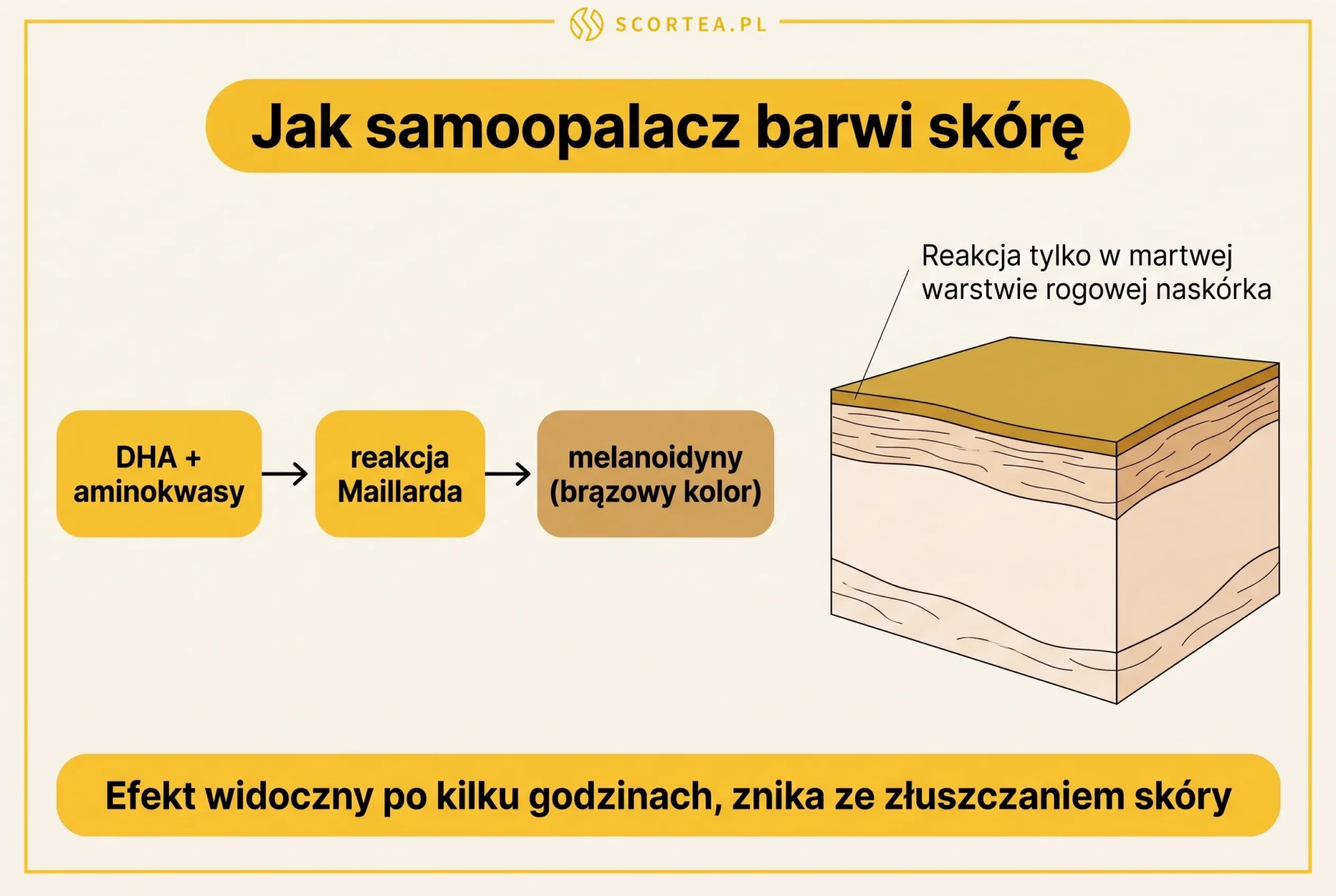 Infografika: jak samoopalacz barwi skore - DHA i aminokwasy w reakcji Maillarda tworzą brązowe melanoidyny w warstwie rogowej naskórka