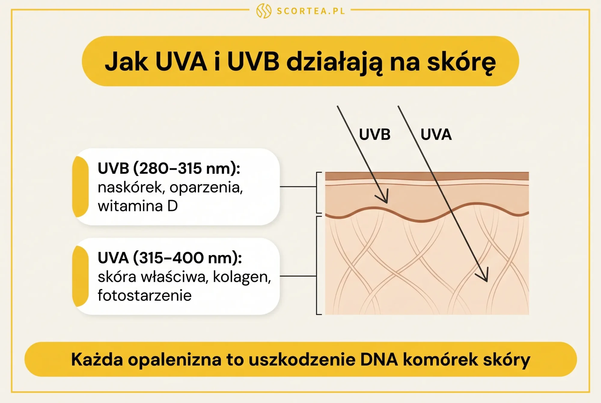 Infografika: przekrój skóry pokazujący jak promieniowanie UVB dociera do naskórka, a UVA wnika w skórę właściwą