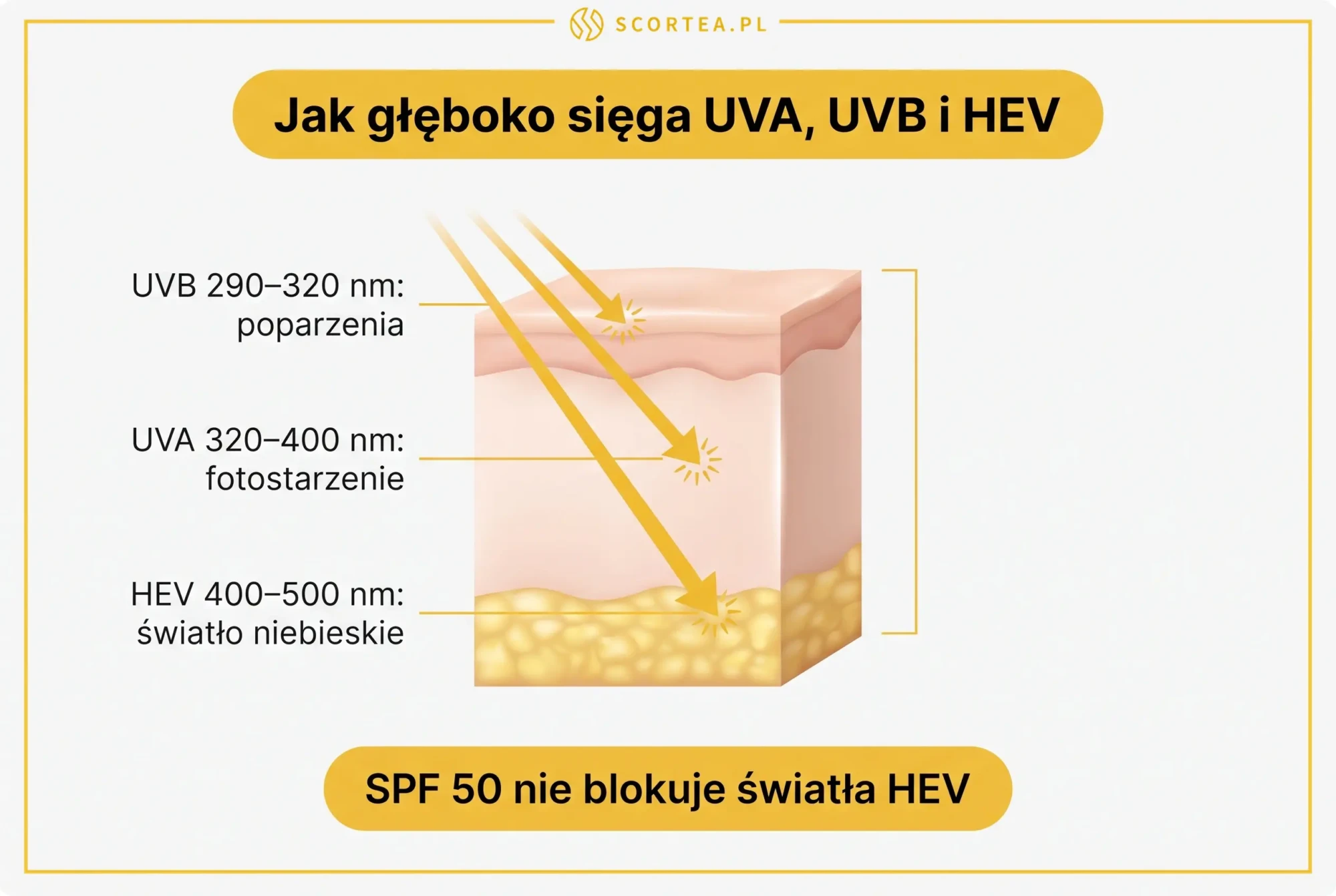 Głębokość wnikania promieniowania w skórę — UVB 290 do 320 nm poparzenia, UVA 320 do 400 nm fotostarzenie, HEV 400 do 500 nm światło niebieskie — infografika Scortea