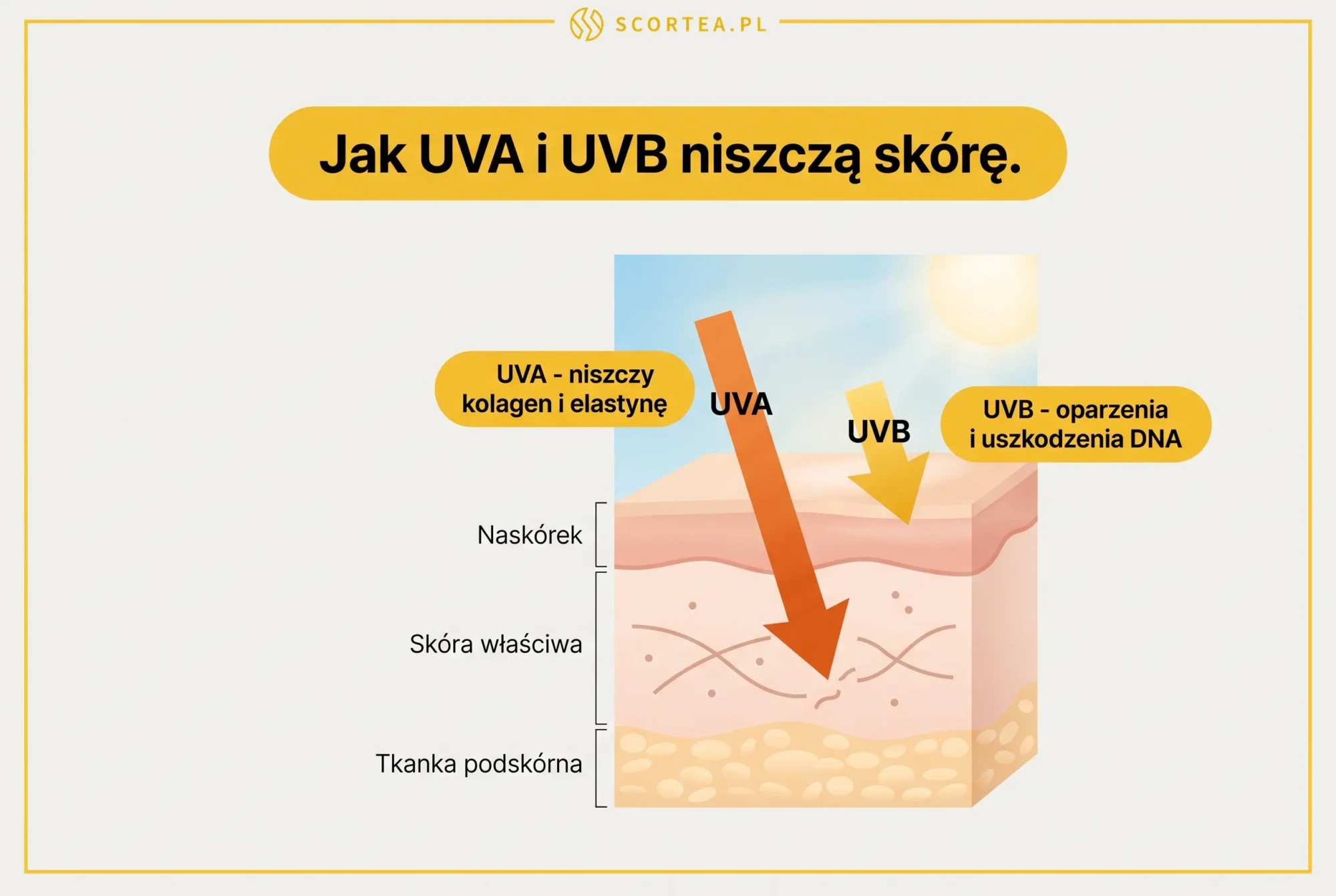 Przekrój skóry pokazujący, jak promieniowanie UVA i UVB wnikają w naskórek i skórę właściwą, niszcząc kolagen — infografika fotostarzenia.