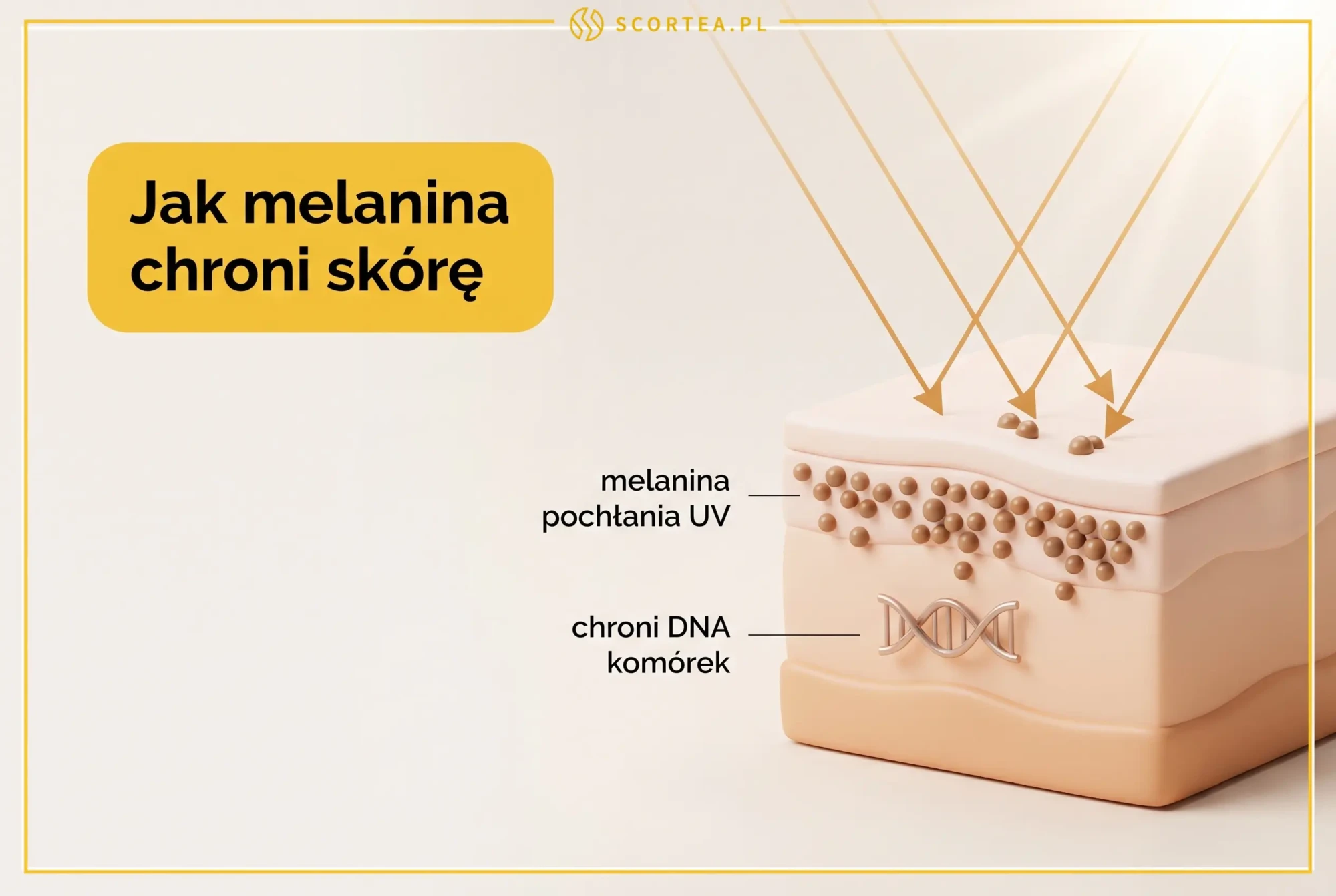 Ilustracja przekroju skóry: ziarna melaniny w naskórku pochłaniają promieniowanie UV i chronią DNA komórek