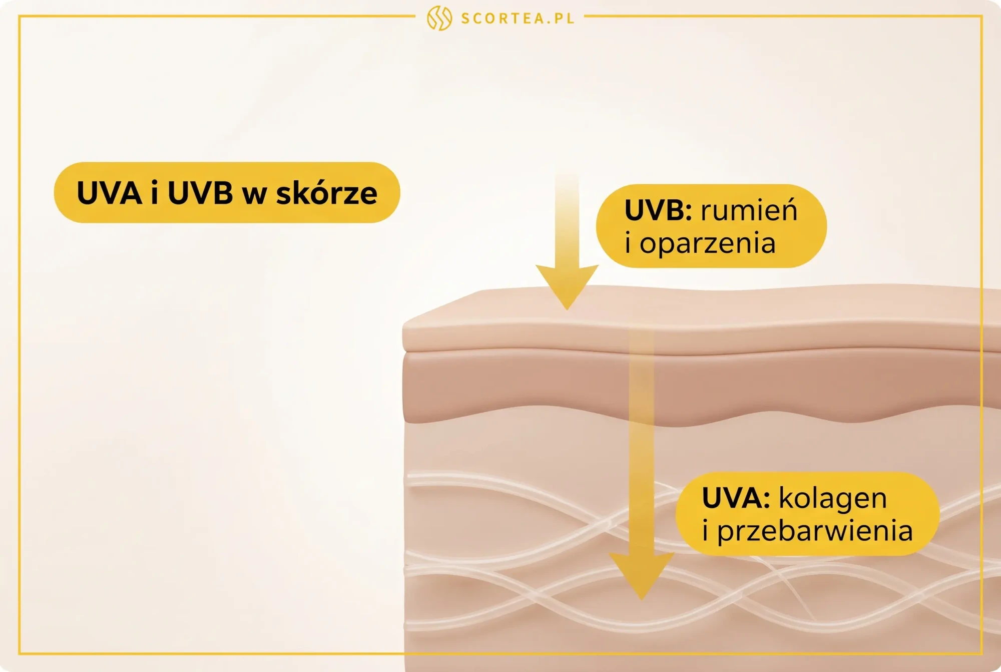 Przekrój skóry pokazujący, że promieniowanie UVB działa płytko wywołując rumień i oparzenia, a UVA wnika głęboko niszcząc kolagen i powodując przebarwienia