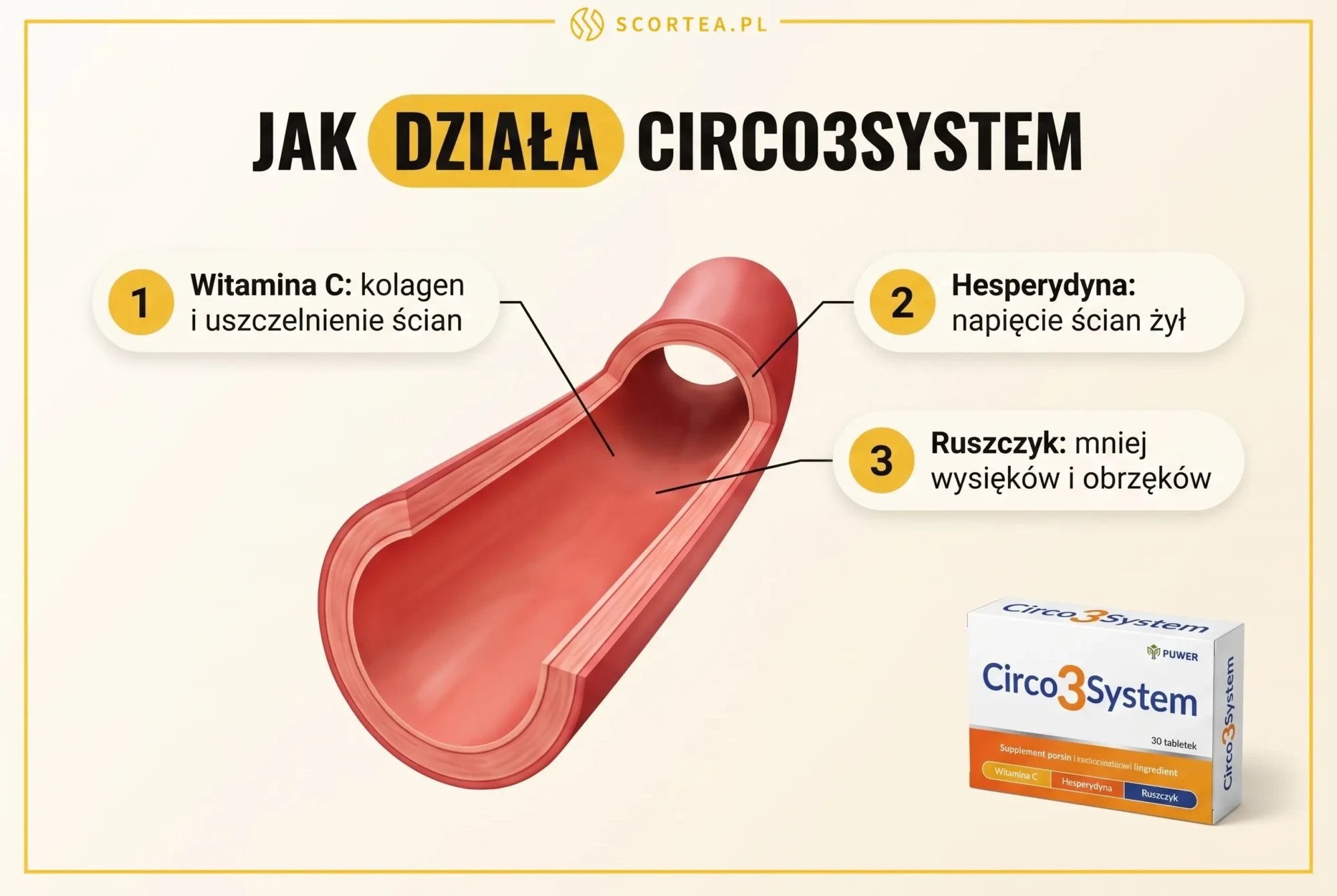 Infografika mechanizmu działania Circo3System: witamina C buduje kolagen, hesperydyna napina ściany żył, ruszczyk ogranicza wysięki i obrzęki