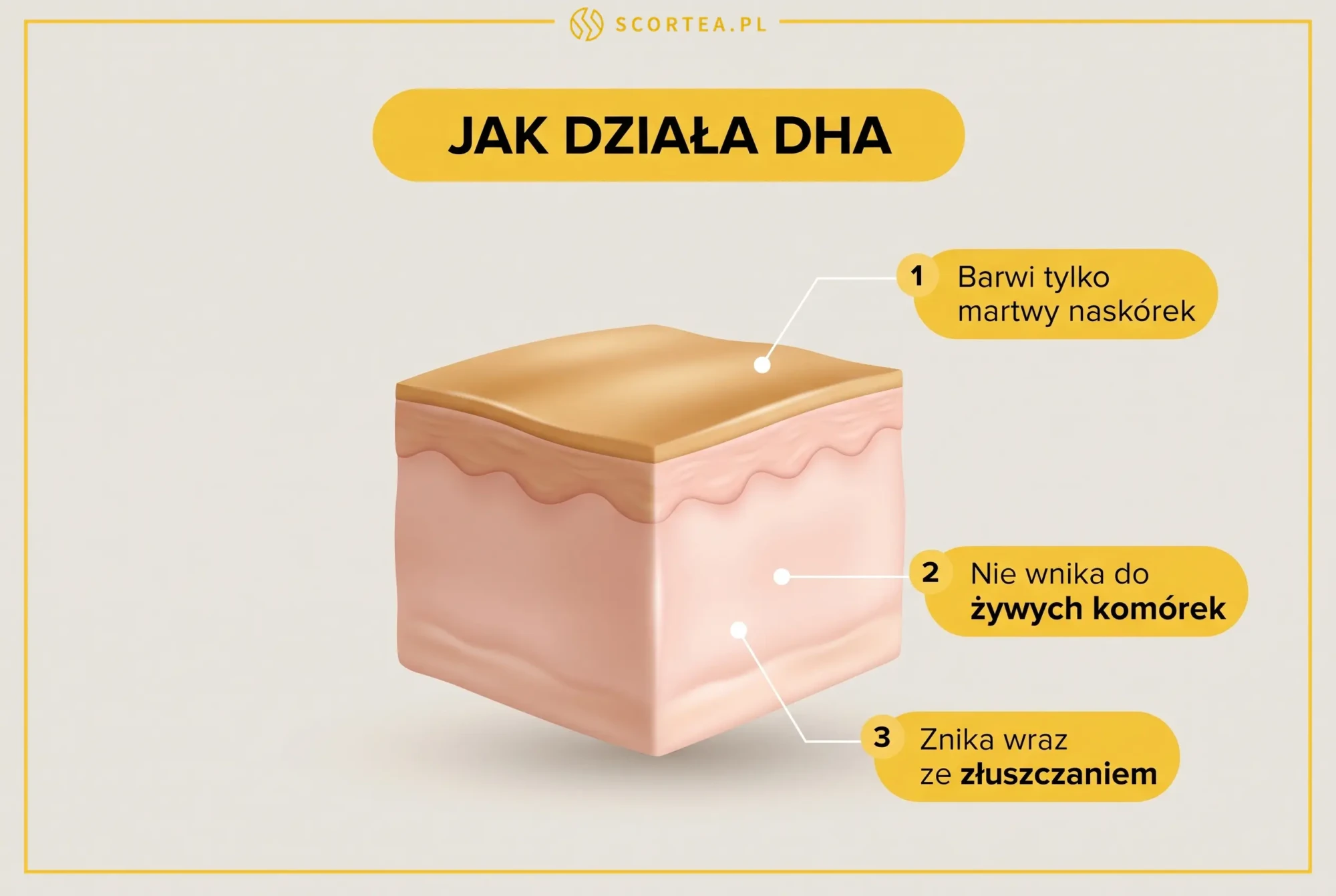Jak działa DHA w samoopalaczu: przekrój skóry pokazujący, że barwnik obejmuje tylko martwy naskórek, nie wnika do żywych komórek i znika wraz ze złuszczaniem