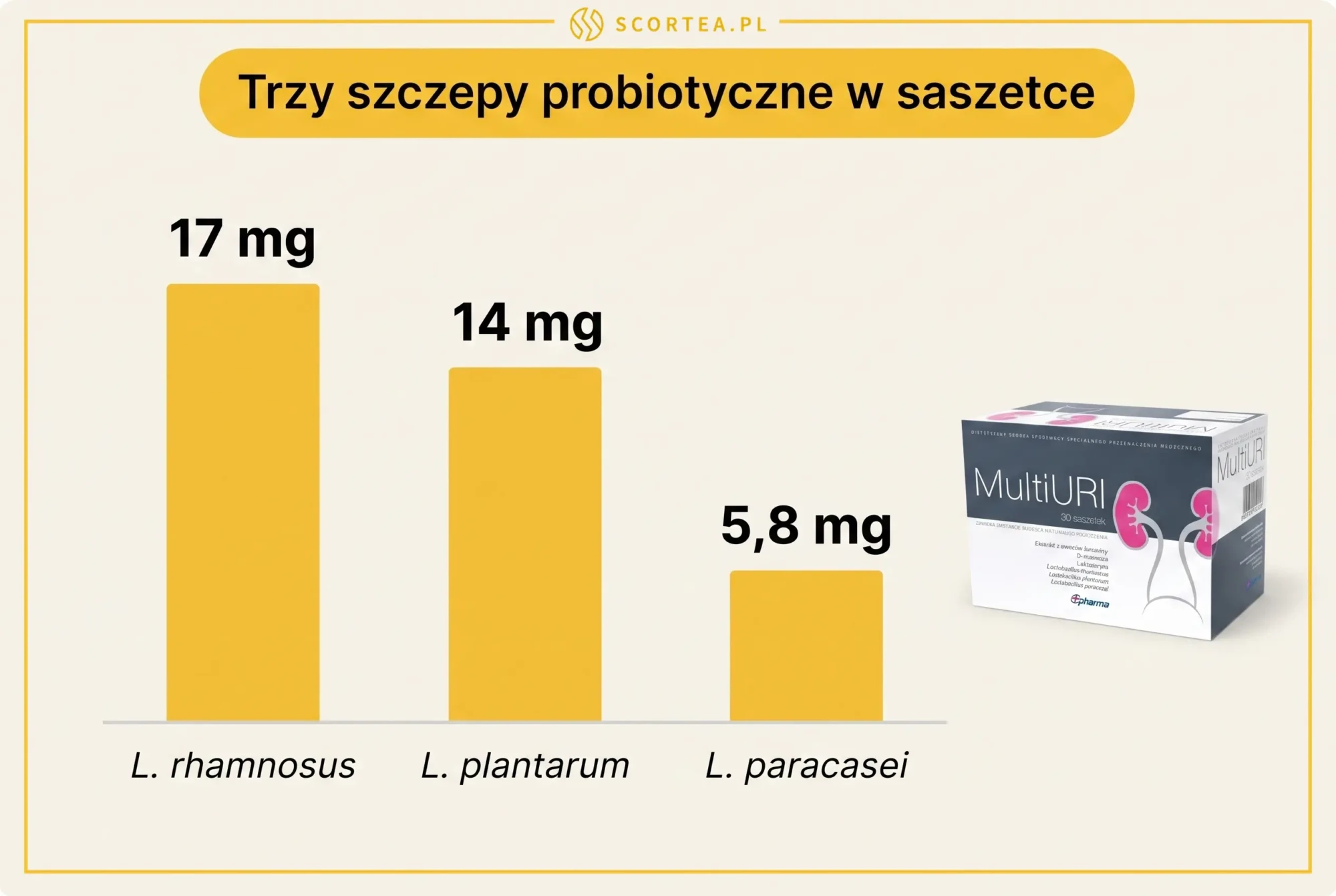 Infografika: trzy szczepy probiotyczne w saszetce MultiURI – L. rhamnosus 17 mg, L. plantarum 14 mg, L. paracasei 5,8 mg.