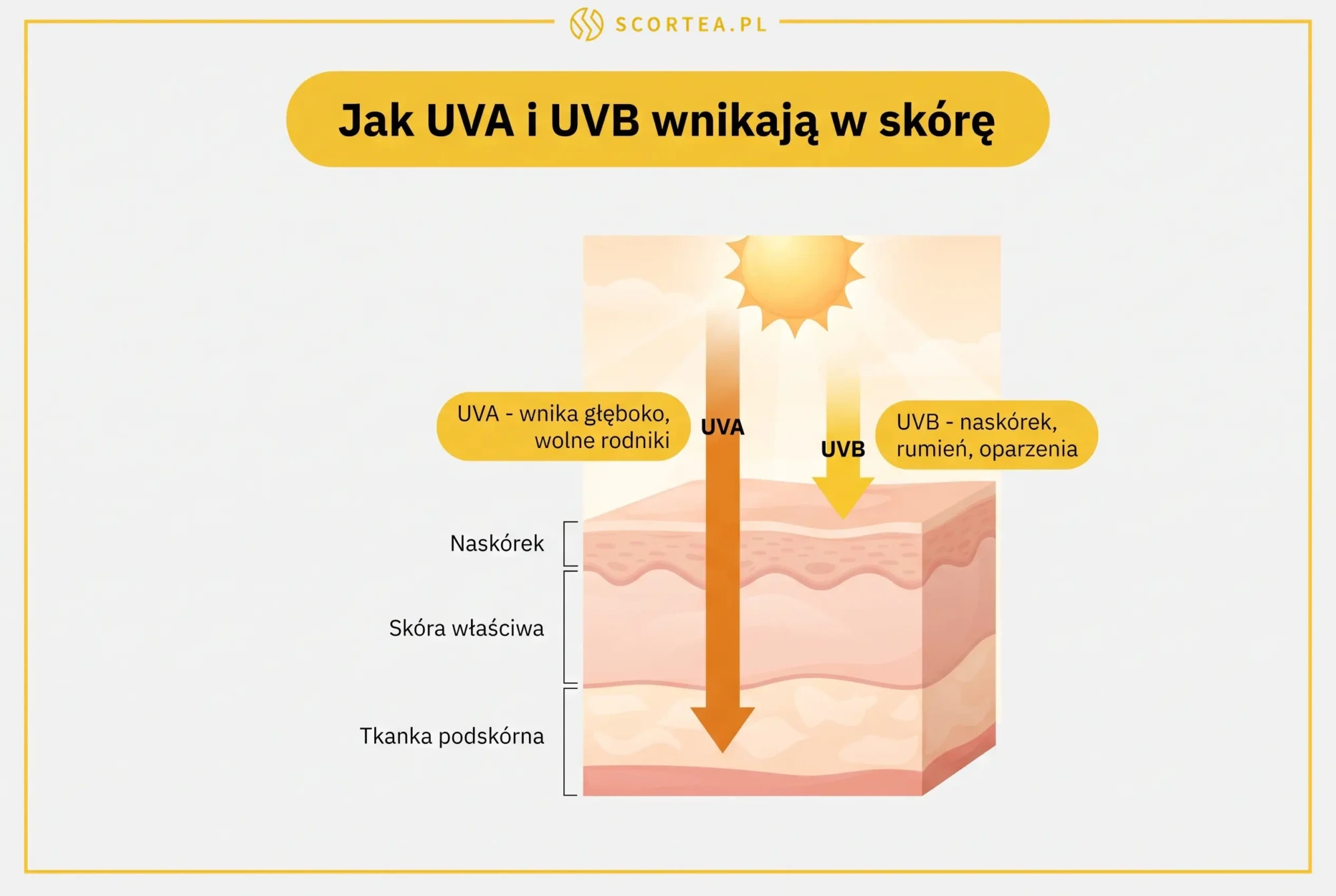 Infografika: przekrój skóry pokazujący, jak promieniowanie UVA wnika głęboko, a UVB pozostaje w naskórku