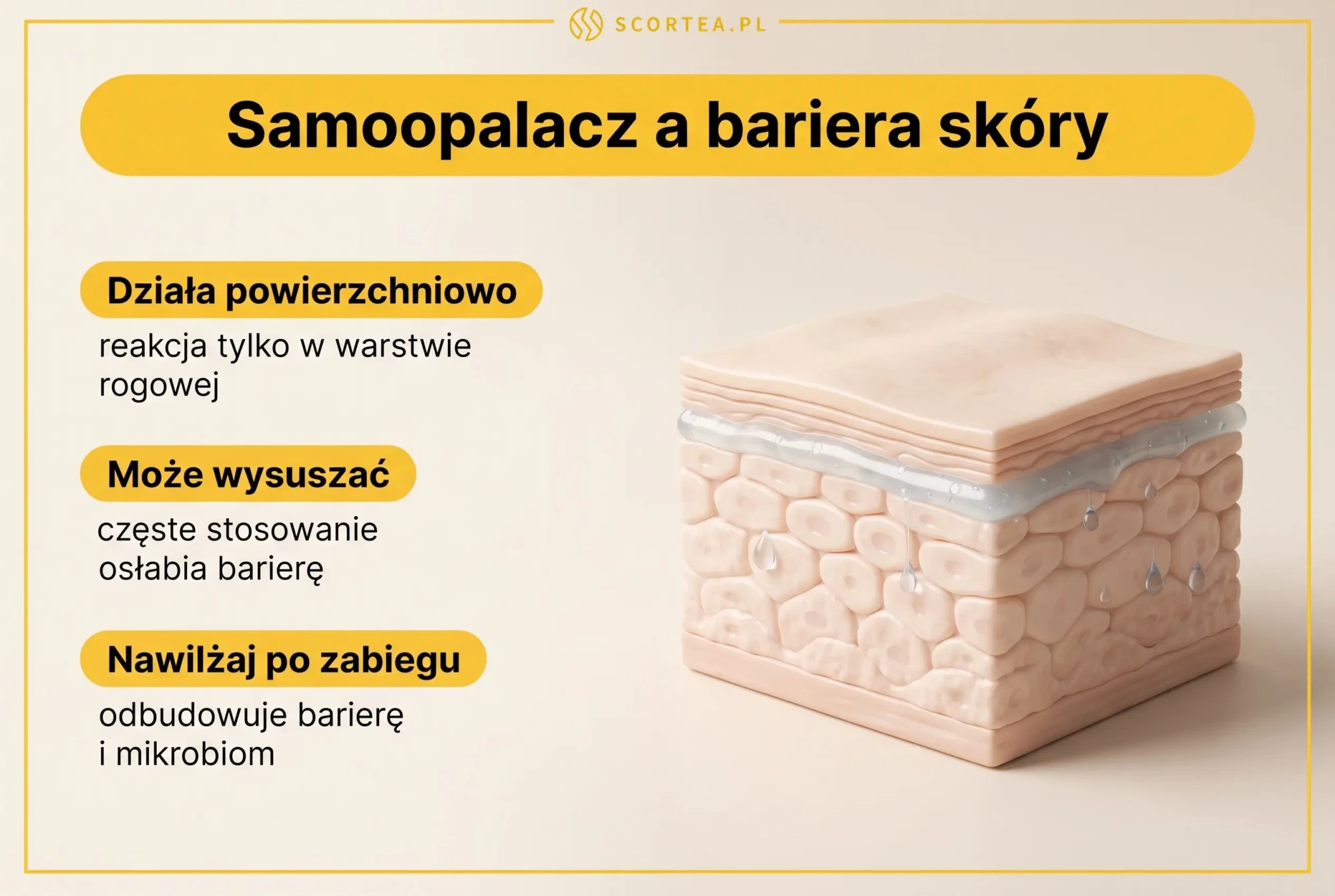 Przekrój skóry pokazujący wpływ samoopalacza na barierę skórną i mikrobiom